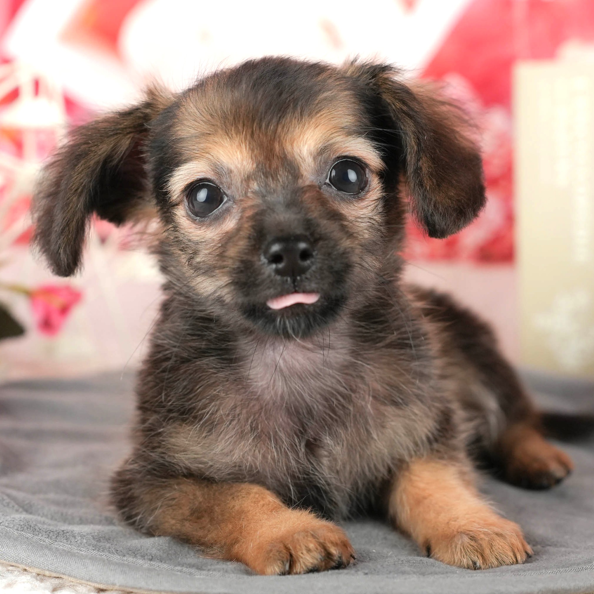 チワックス | 女の子 | シェーデッドレッド | 2025年10月3日