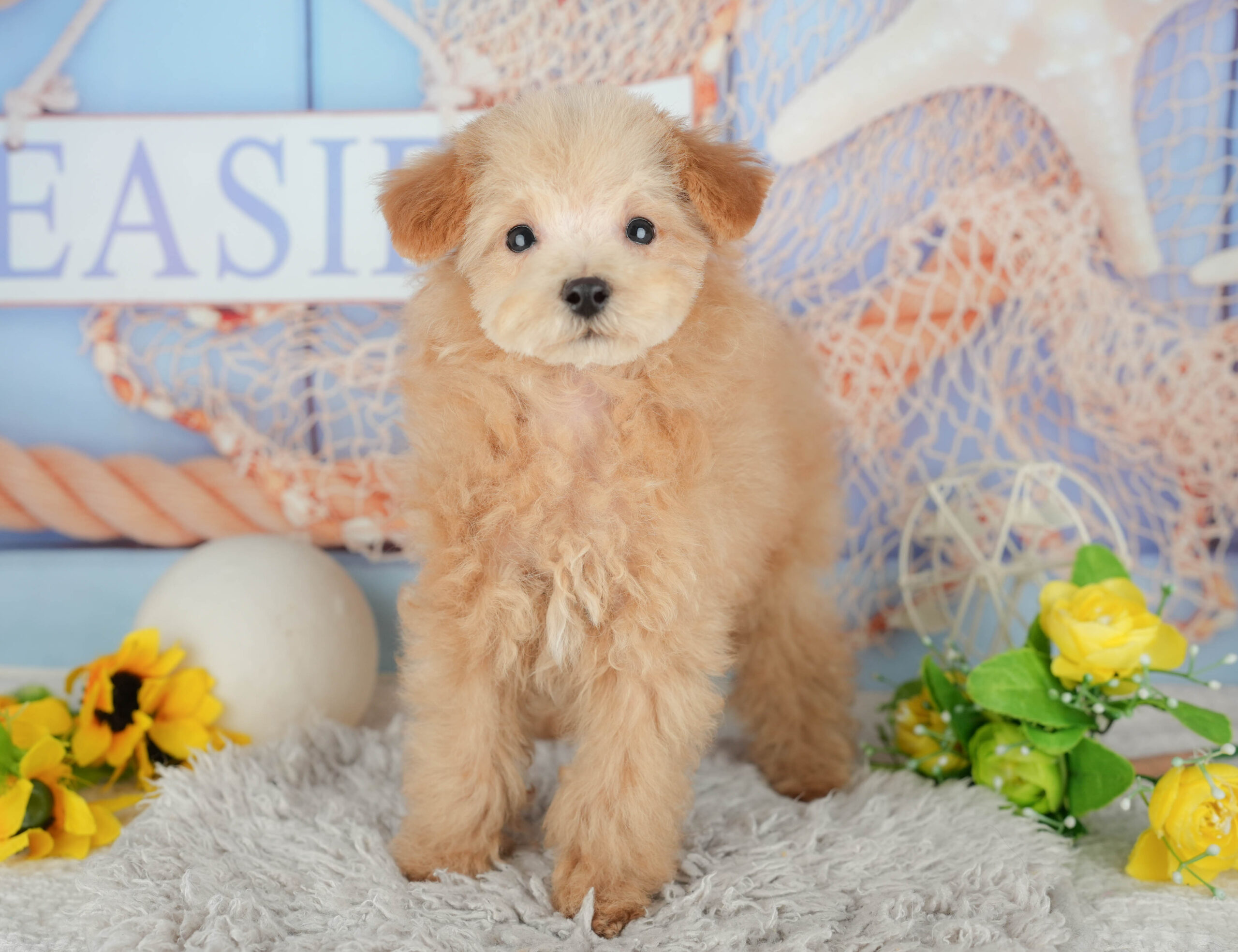 タイニー・プードル | 男の子 | アプリコット | 2025年10月11日
