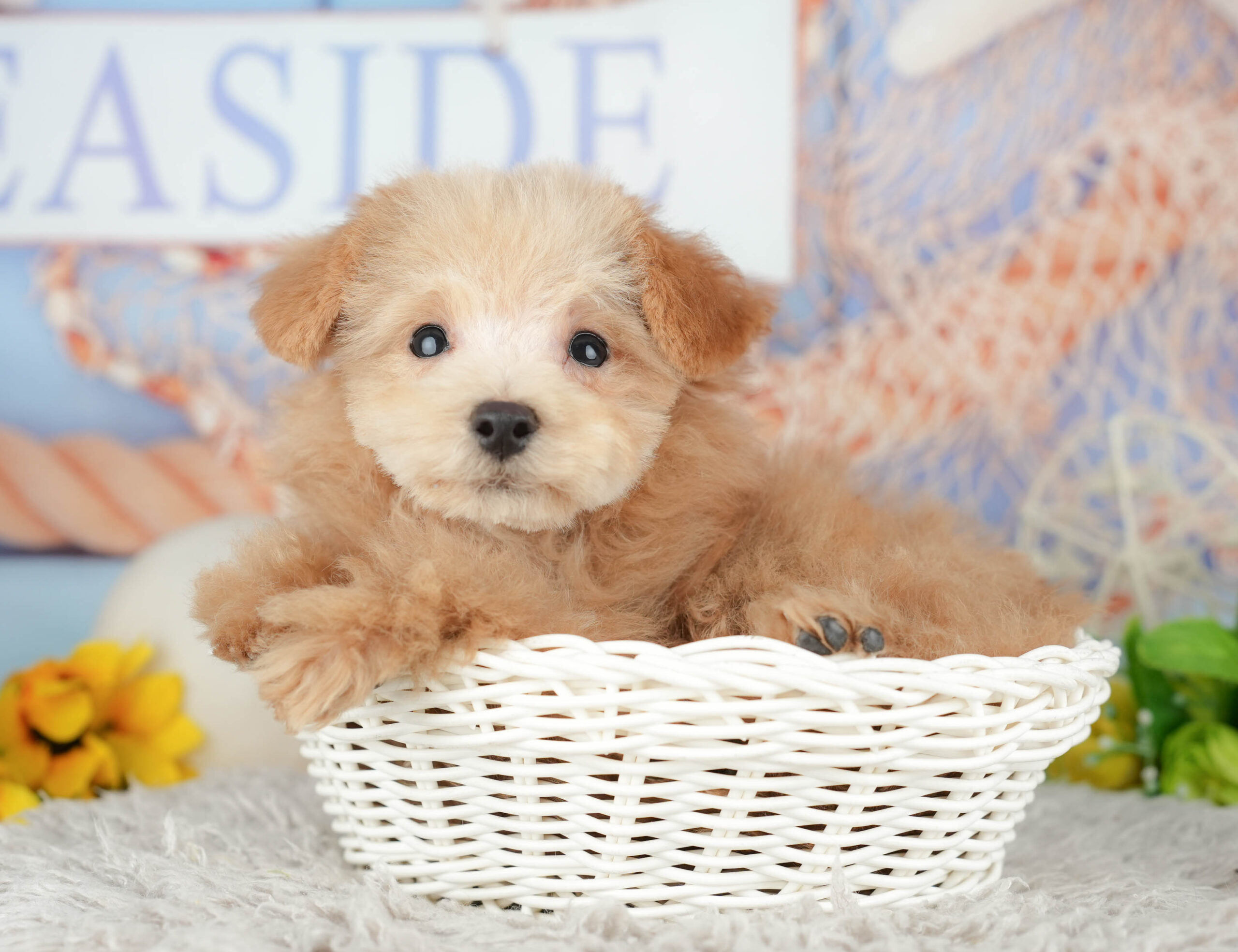 タイニー・プードル | 男の子 | アプリコット | 2025年10月11日