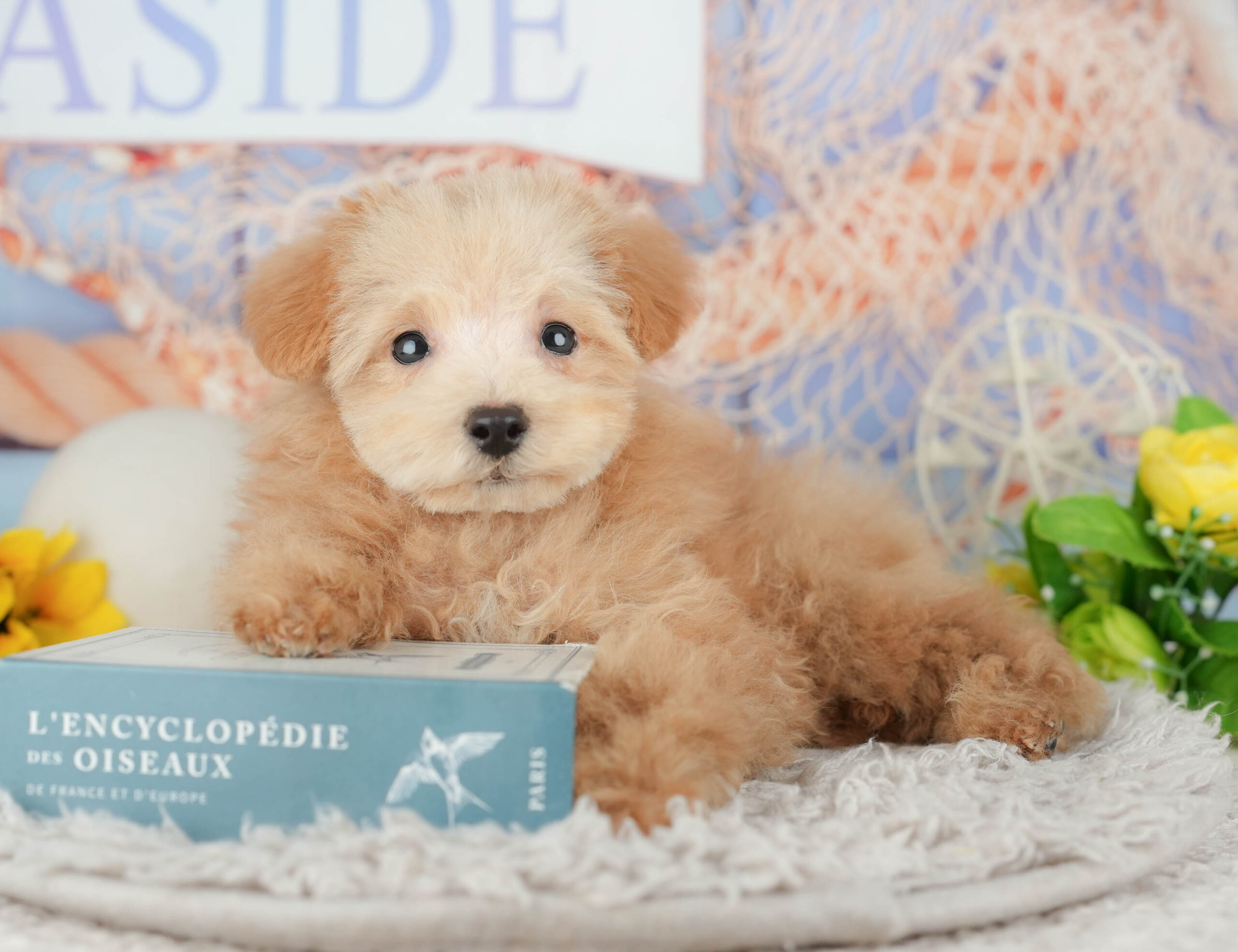 タイニー・プードル | 男の子 | アプリコット | 2025年10月11日