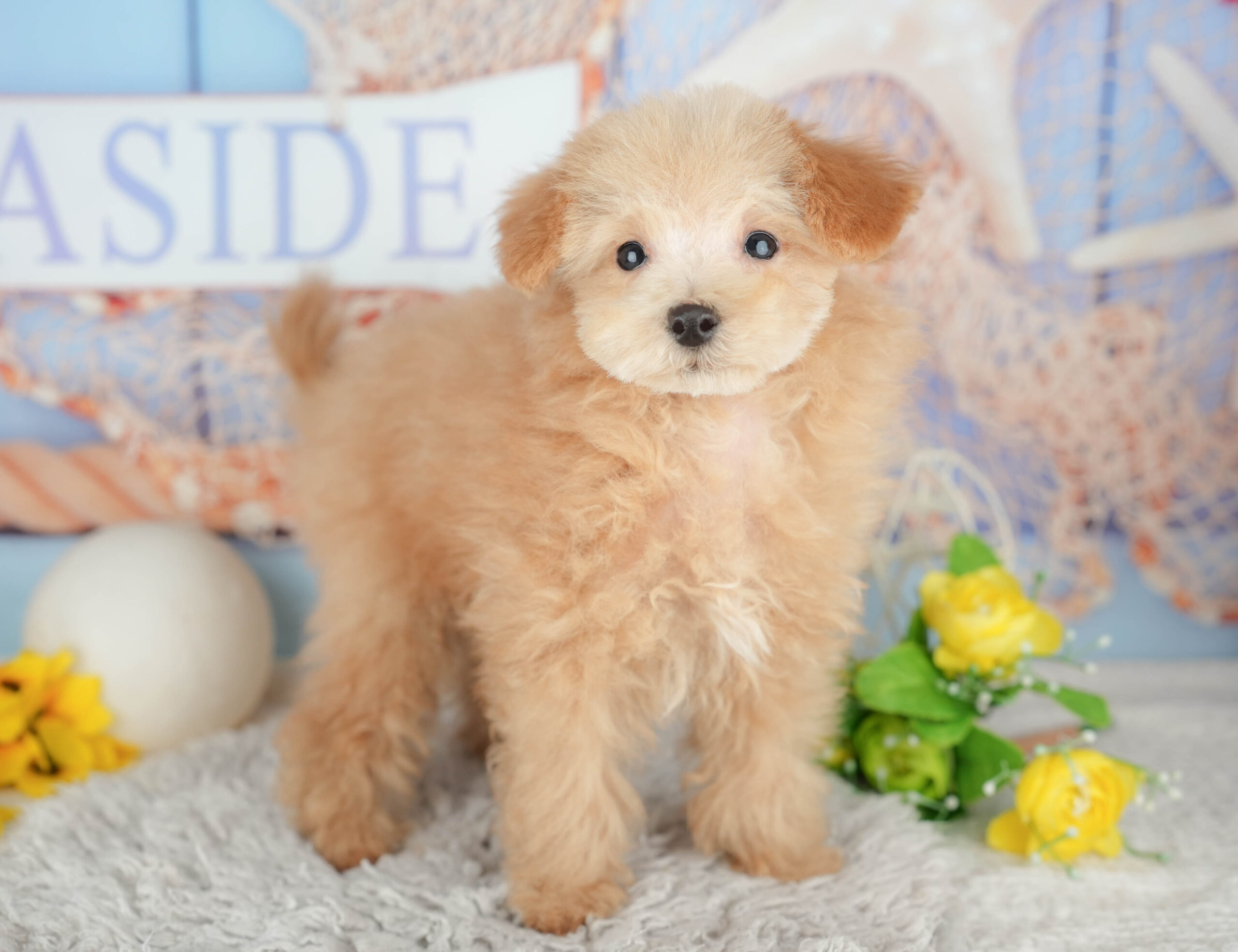 タイニー・プードル | 男の子 | アプリコット | 2025年10月11日