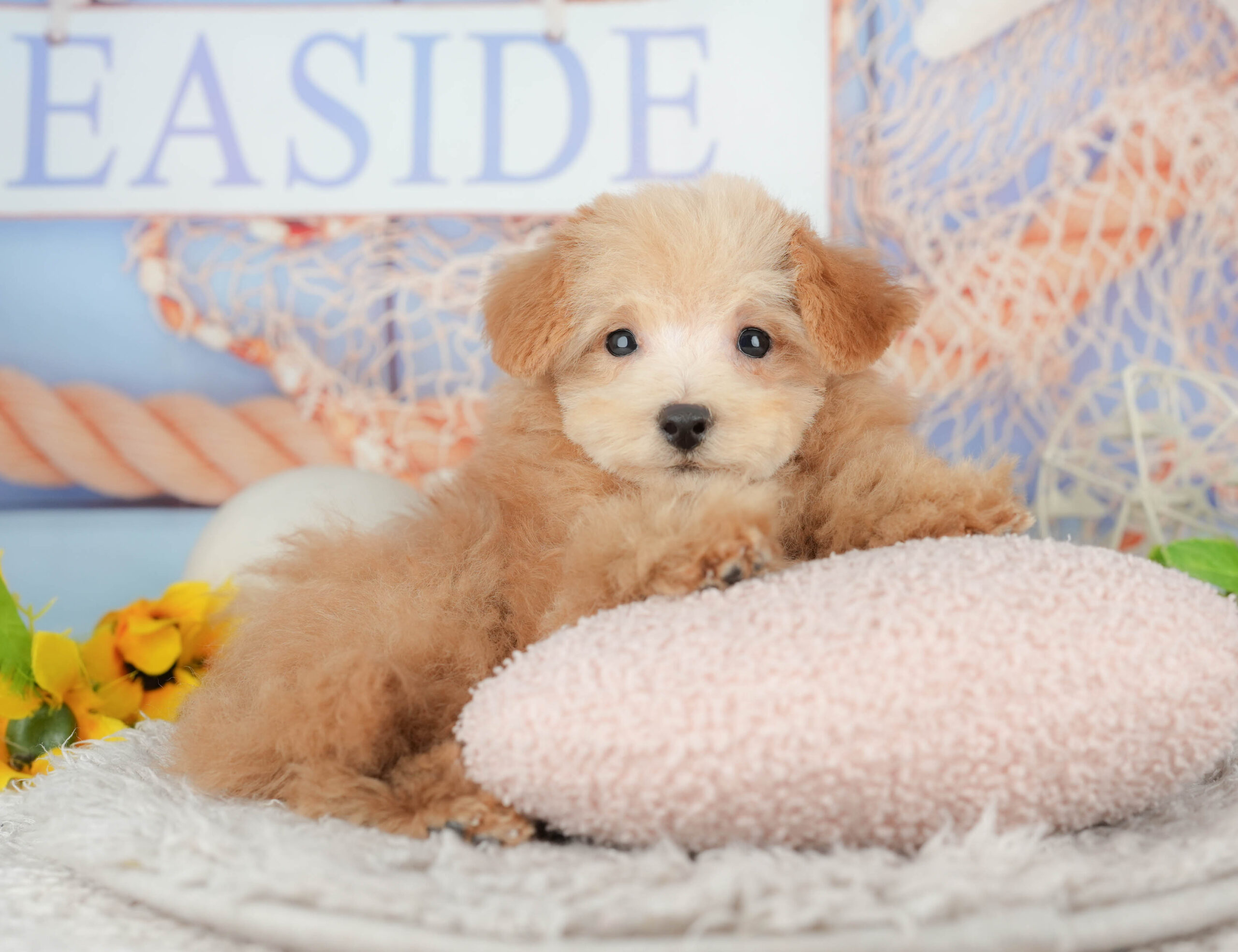 タイニー・プードル | 男の子 | アプリコット | 2025年10月11日