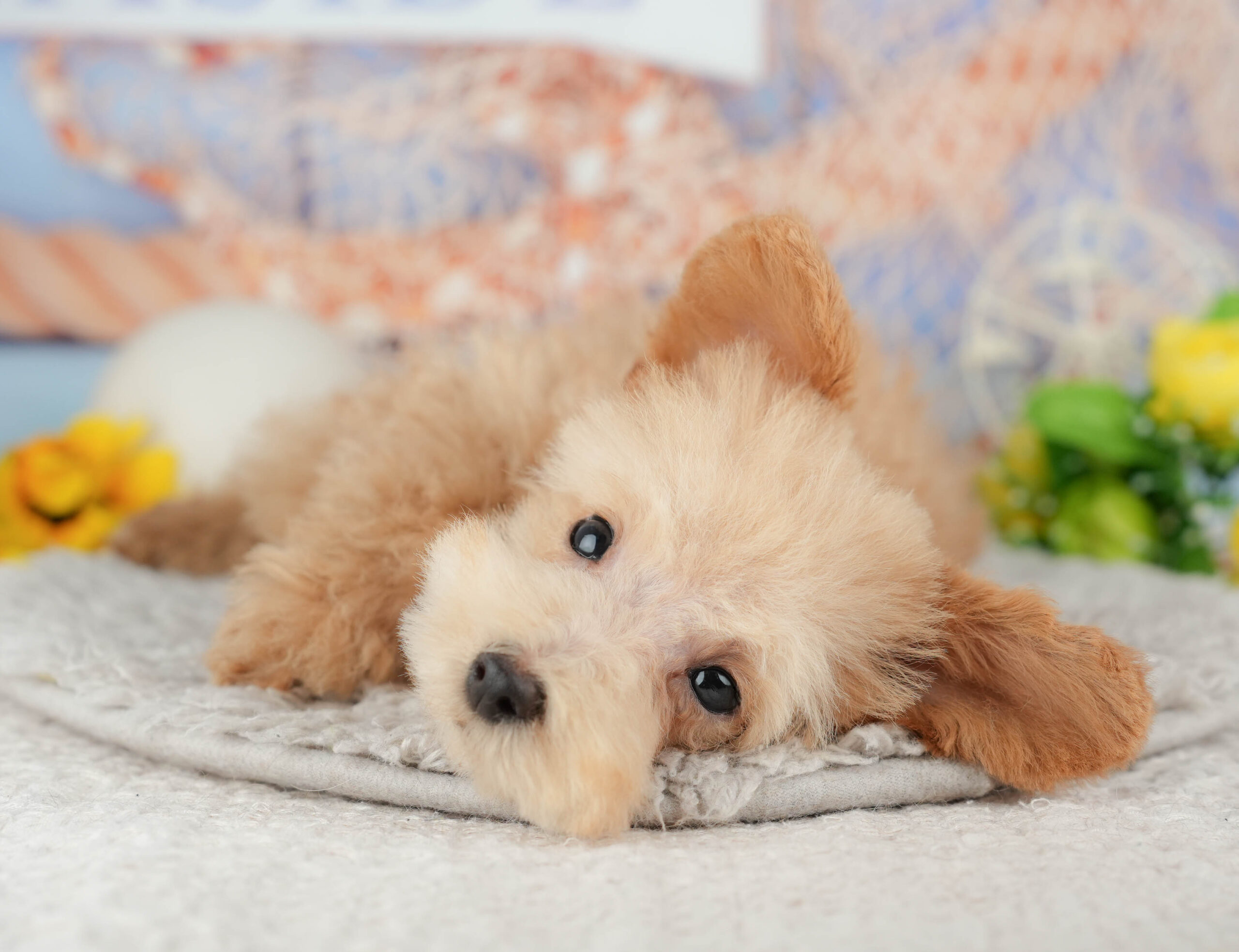 タイニー・プードル | 男の子 | アプリコット | 2025年10月11日