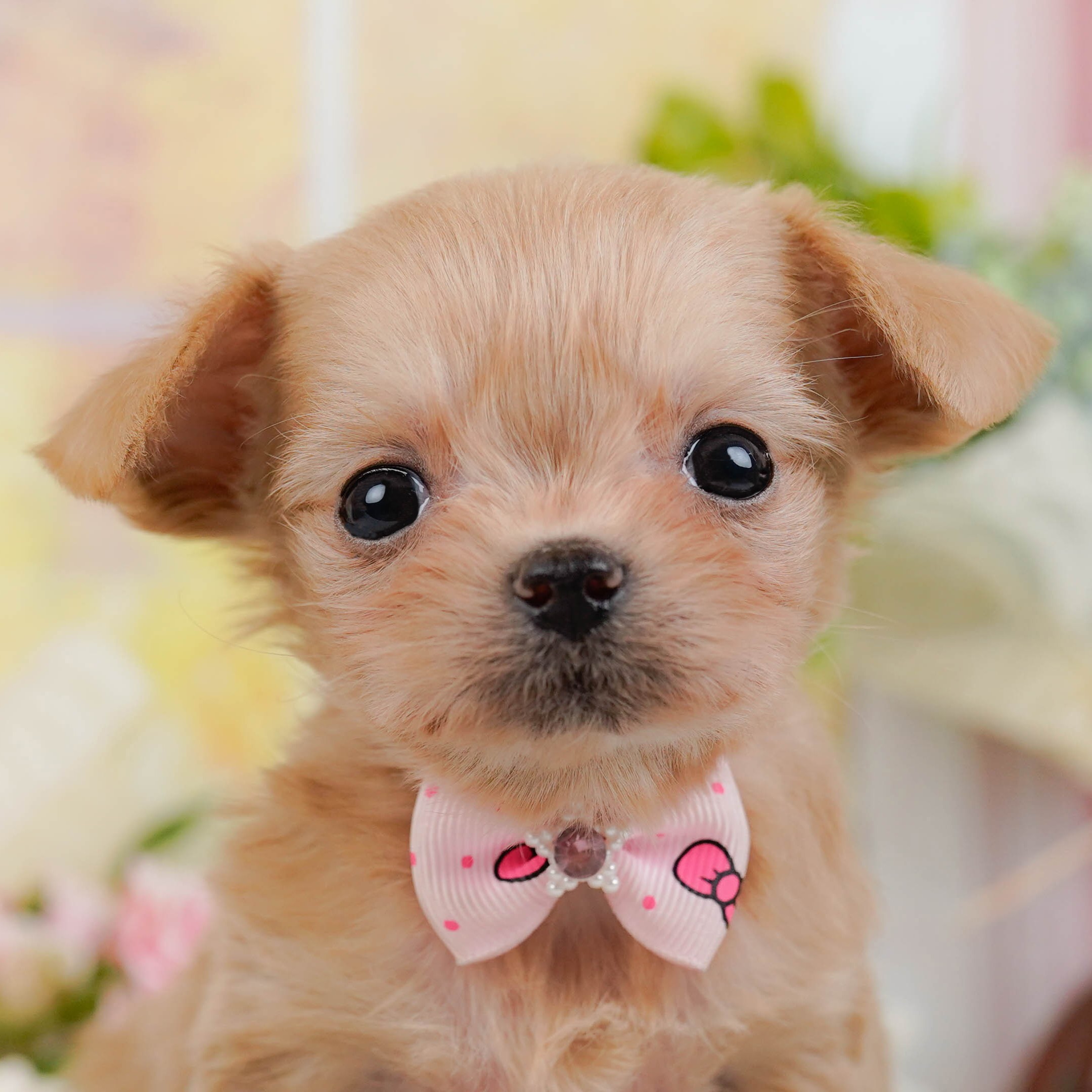 チワプー | 女の子 | アプリコット | 2025年10月25日