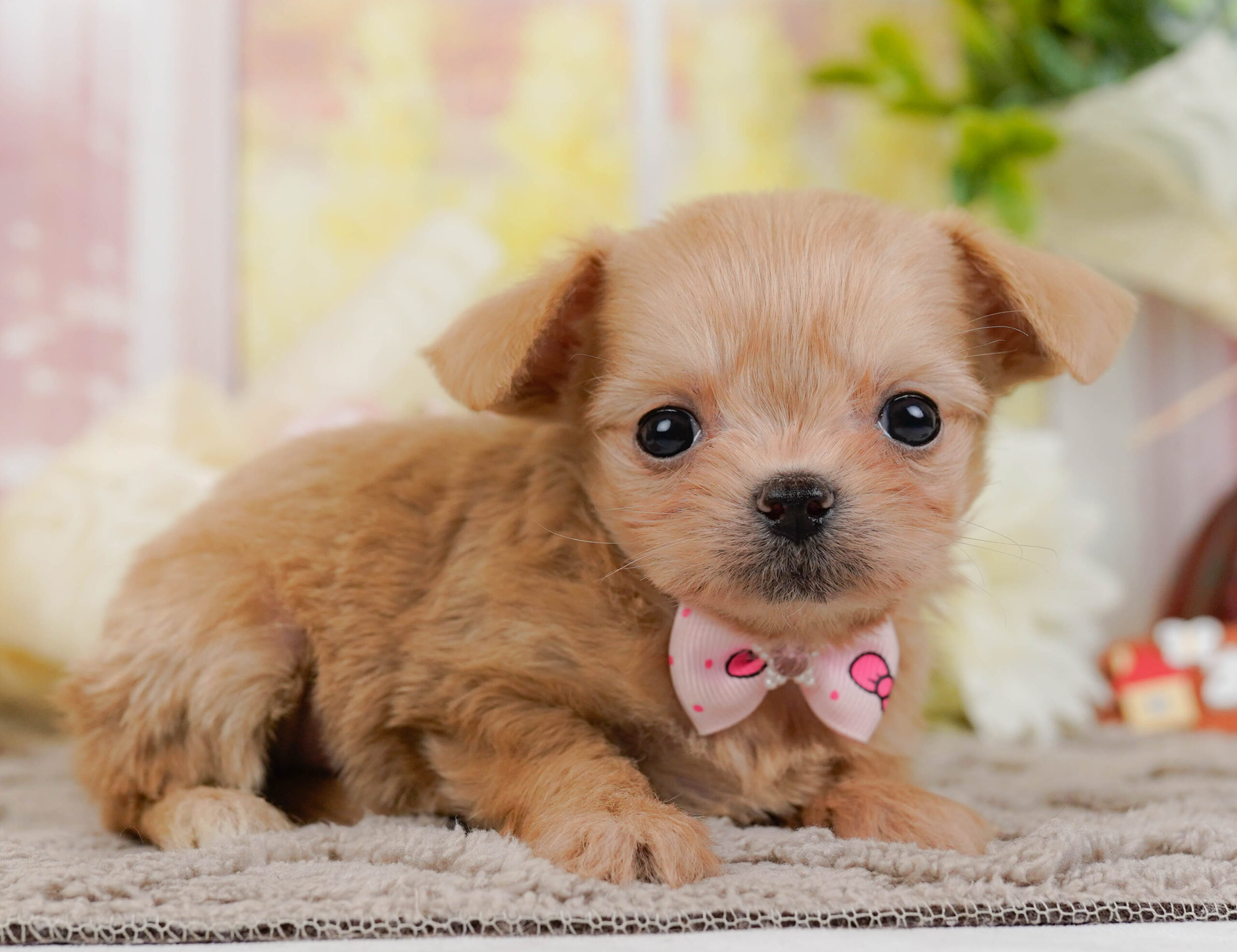 チワプー | 女の子 | アプリコット | 2025年10月25日