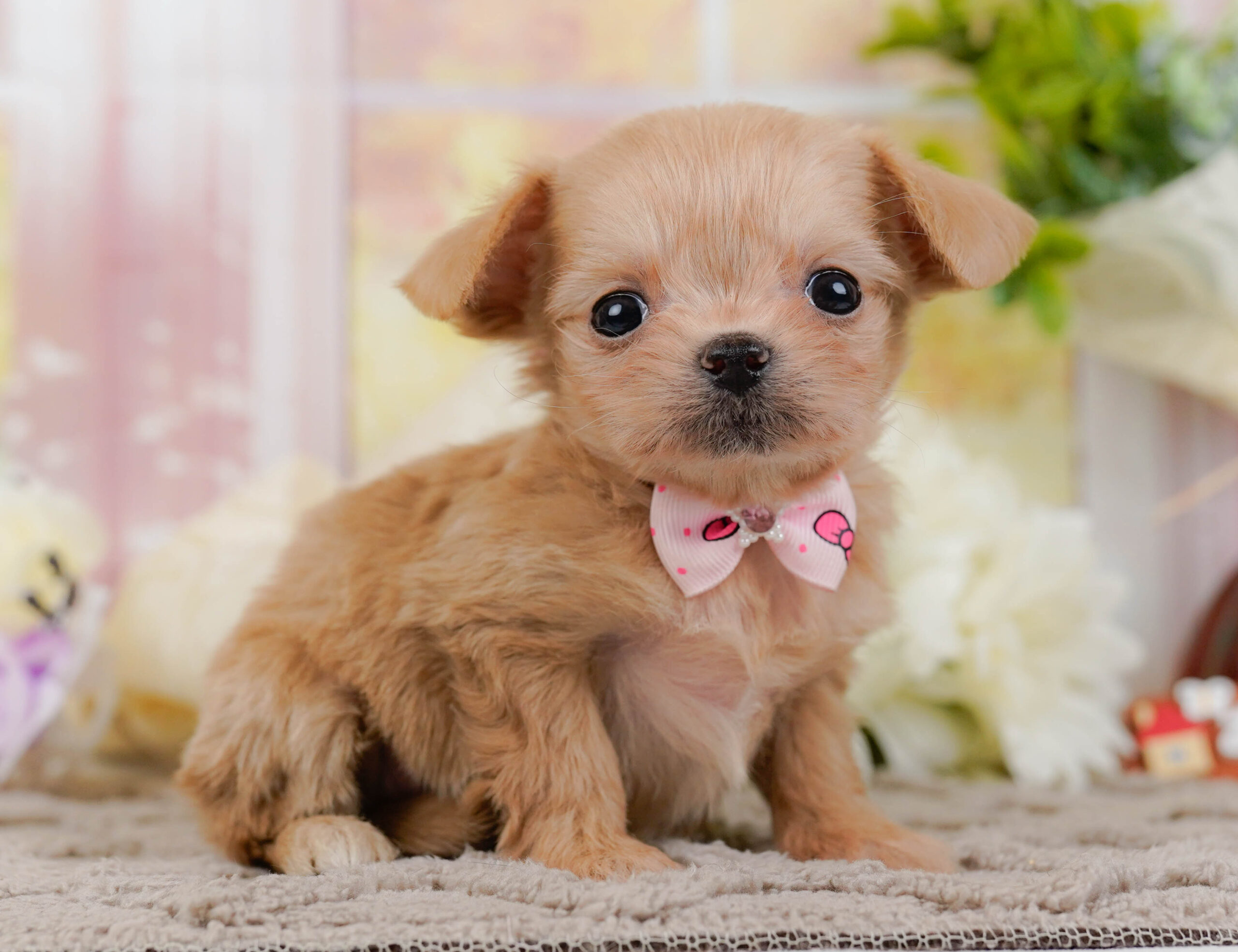 チワプー | 女の子 | アプリコット | 2025年10月25日