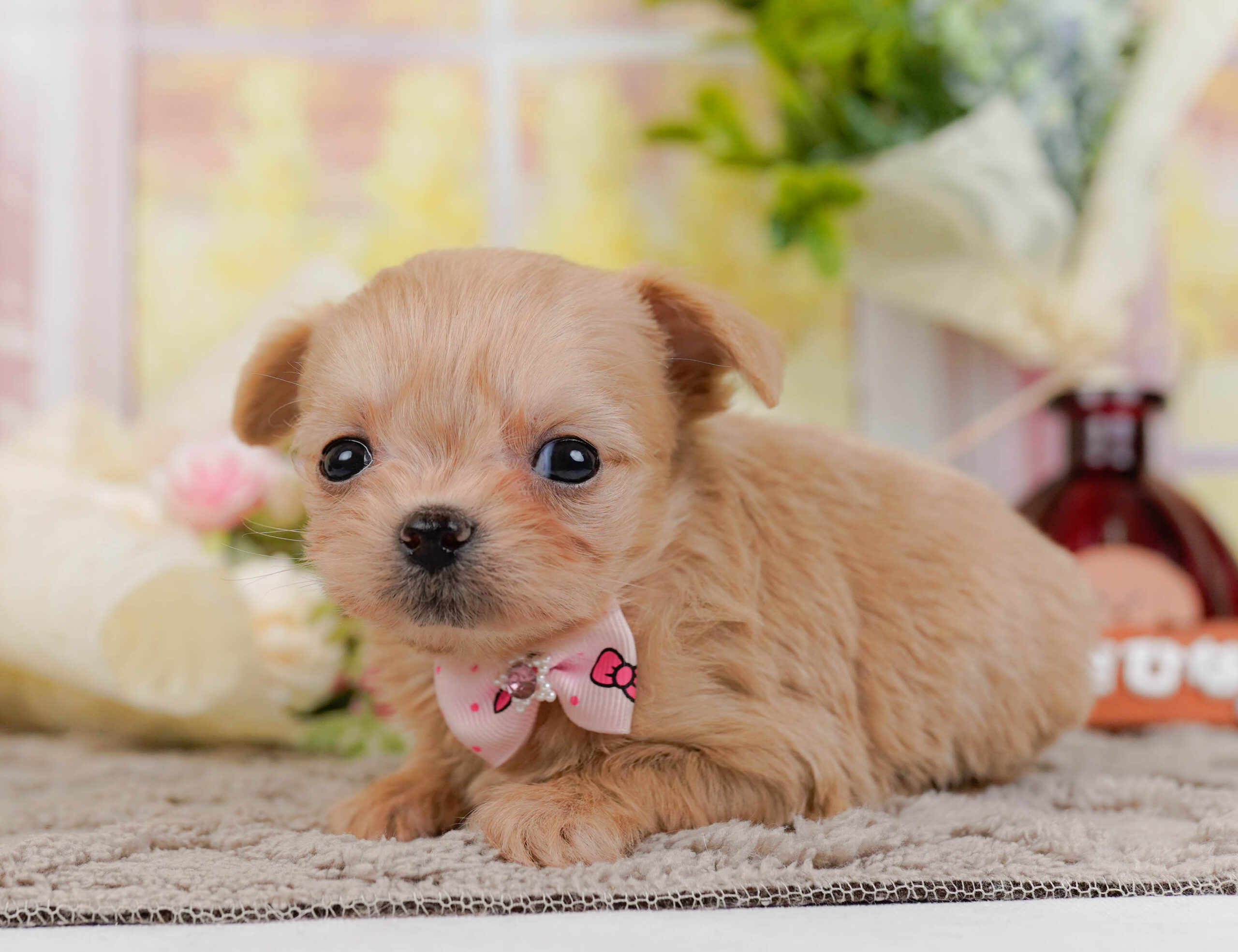 チワプー | 女の子 | アプリコット | 2025年10月25日