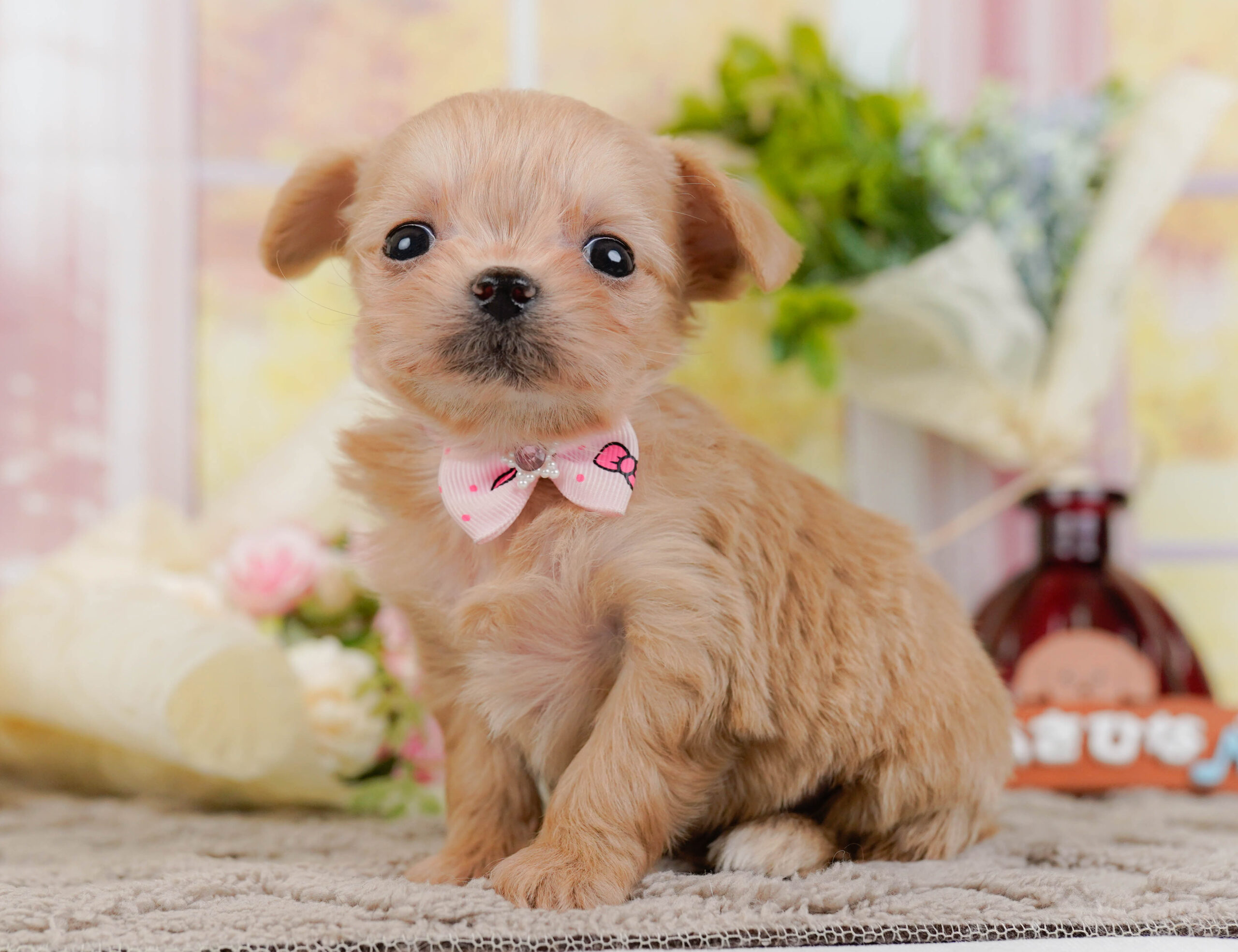 チワプー | 女の子 | アプリコット | 2025年10月25日