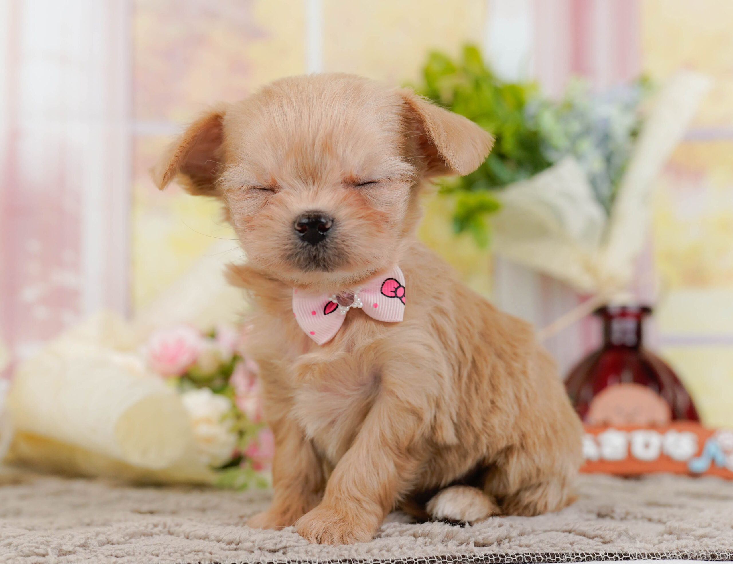 チワプー | 女の子 | アプリコット | 2025年10月25日