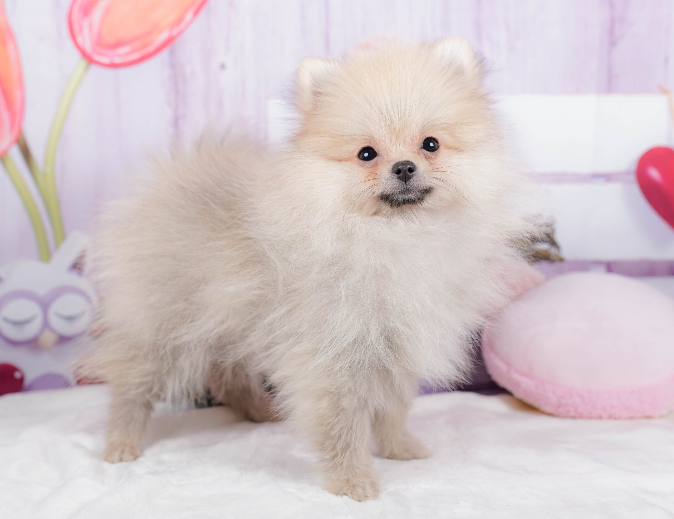 ポメラニアン | 男の子 | クリーム | 2025年10月29日