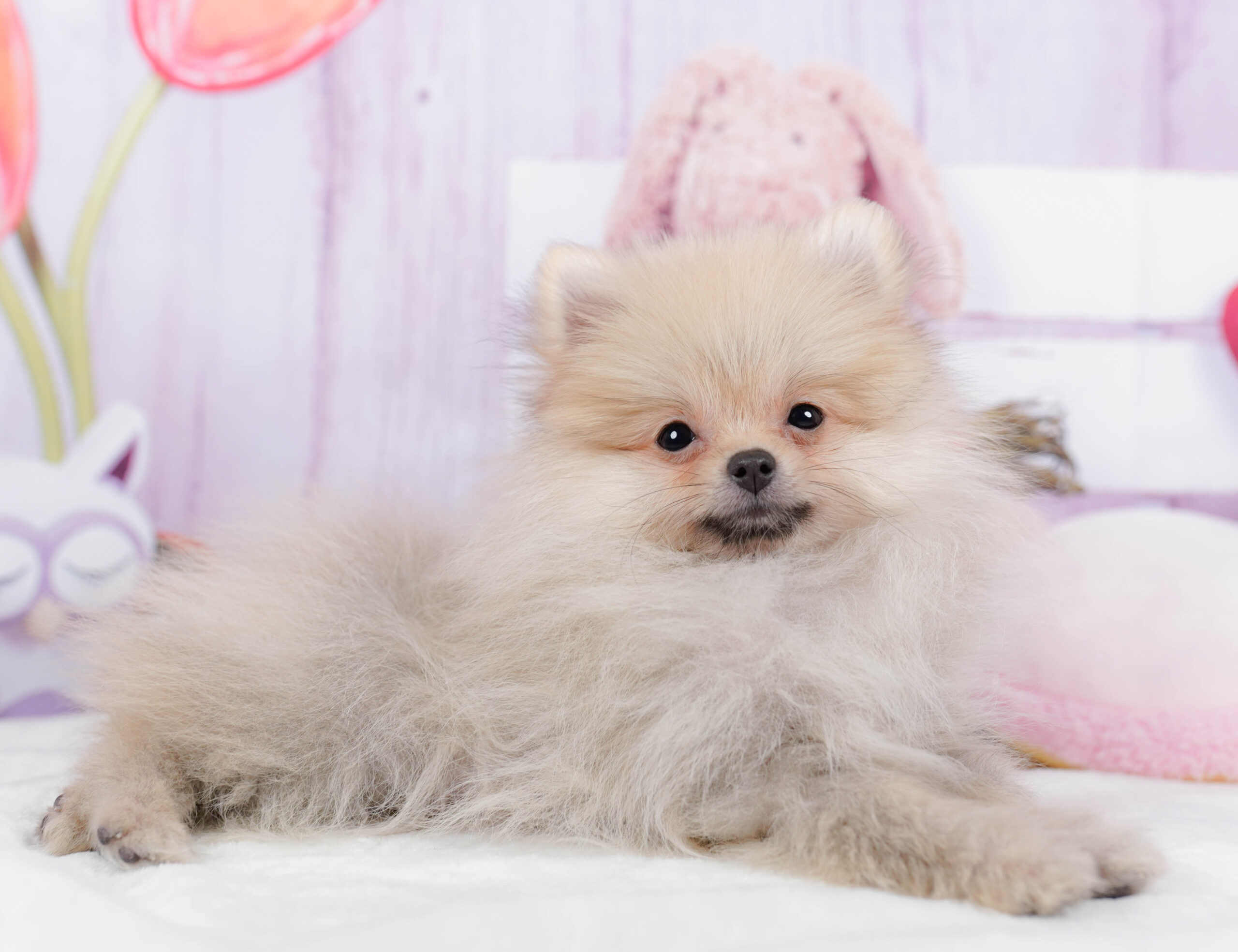 ポメラニアン | 男の子 | クリーム | 2025年10月29日