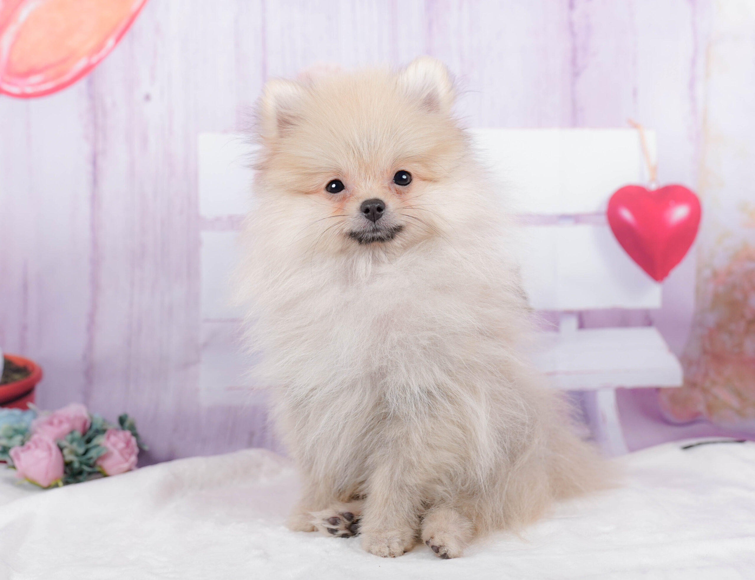 ポメラニアン | 男の子 | クリーム | 2025年10月29日