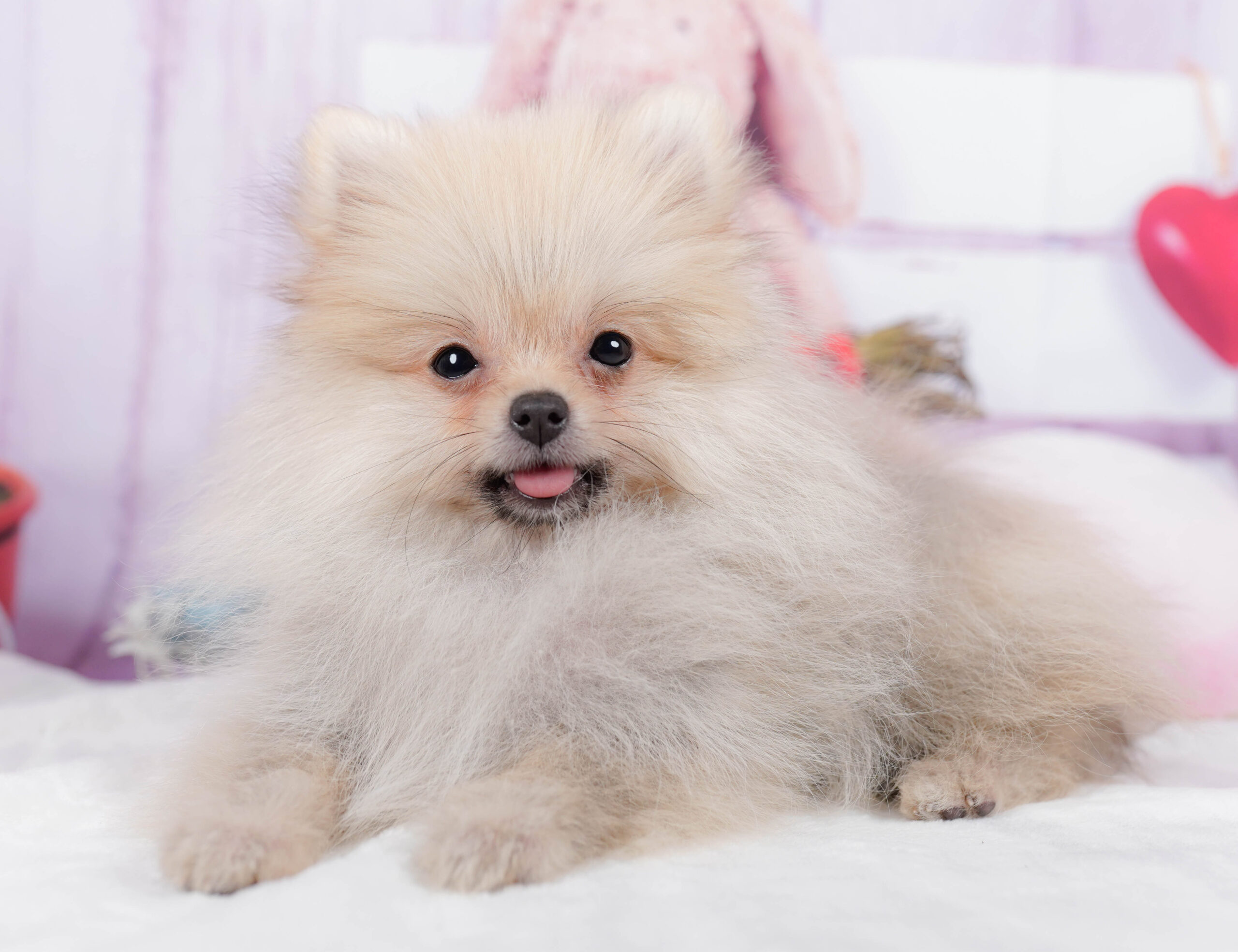 ポメラニアン | 男の子 | クリーム | 2025年10月29日