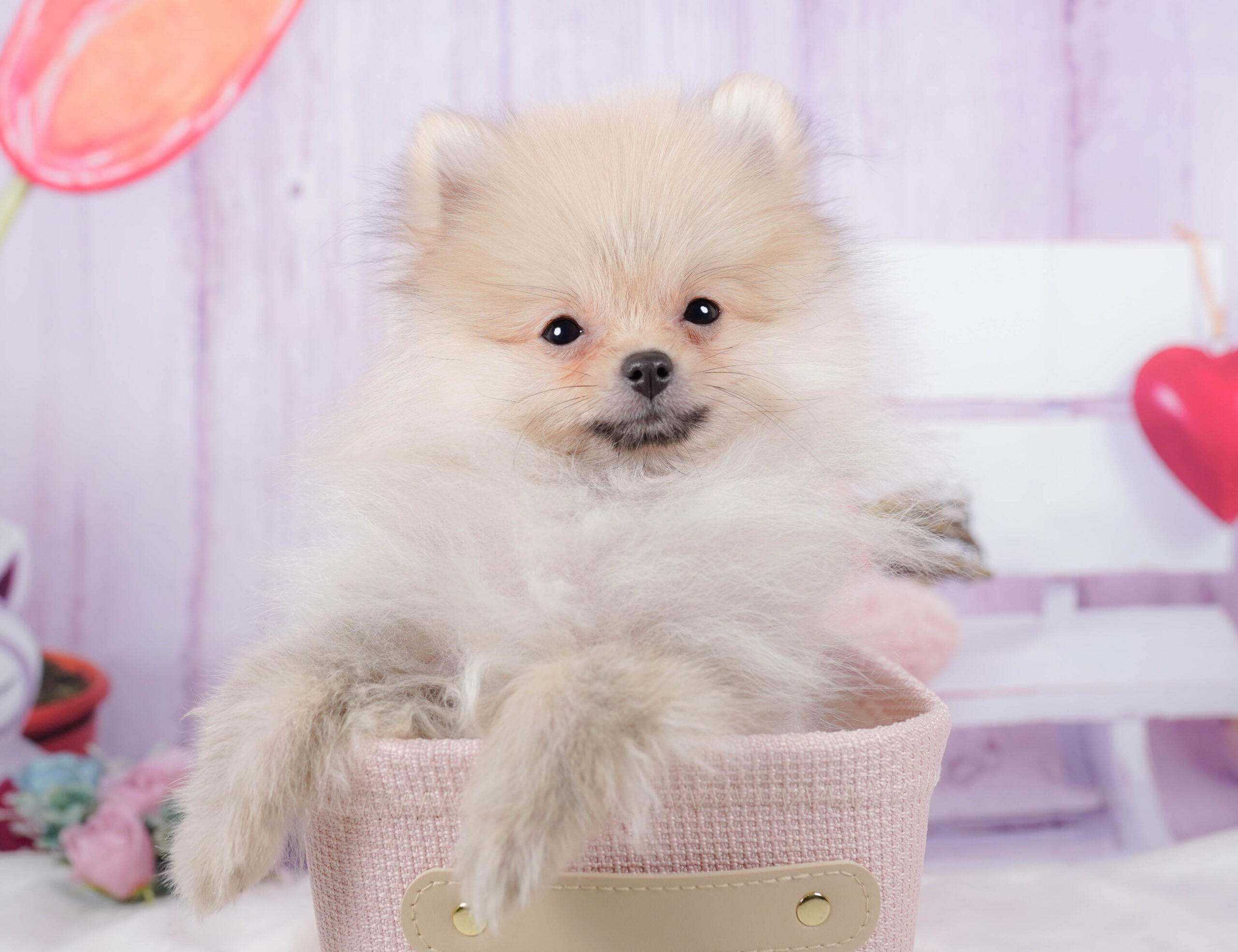 ポメラニアン | 男の子 | クリーム | 2025年10月29日