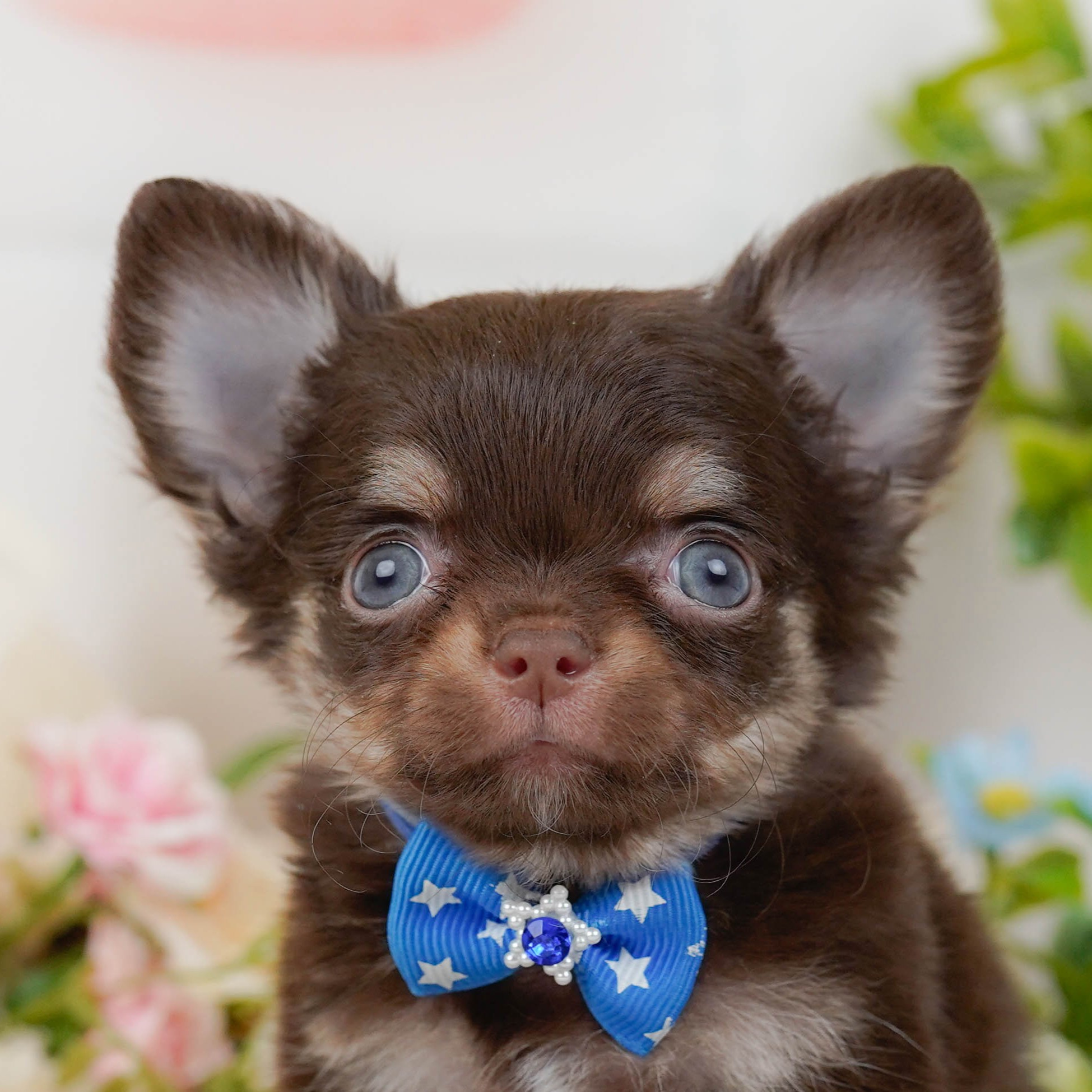 チワワ(ロング) | 男の子 | チョコレート＆タン | 2025年10月30日