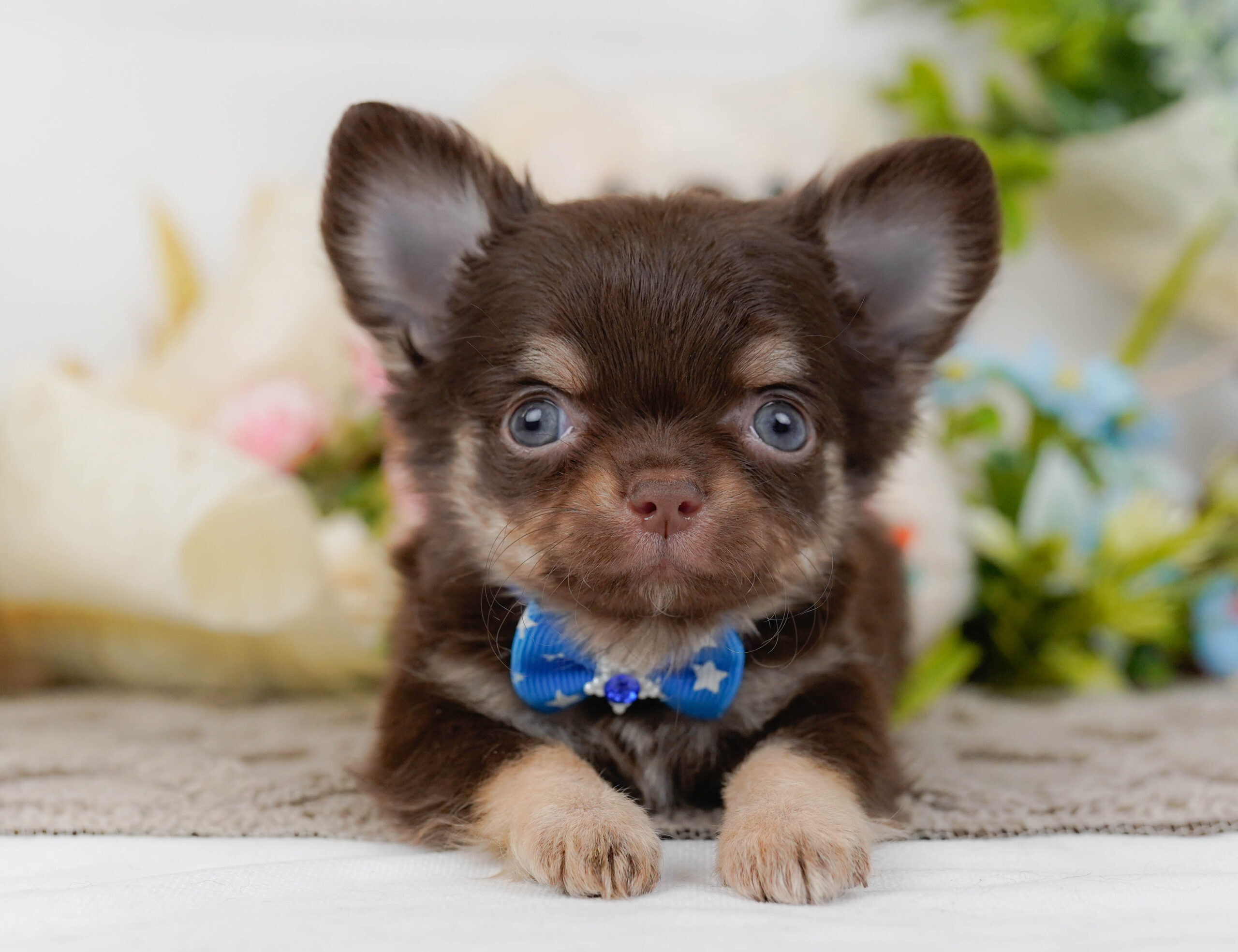 チワワ(ロング) | 男の子 | チョコレート&タン | 2025年10月30日