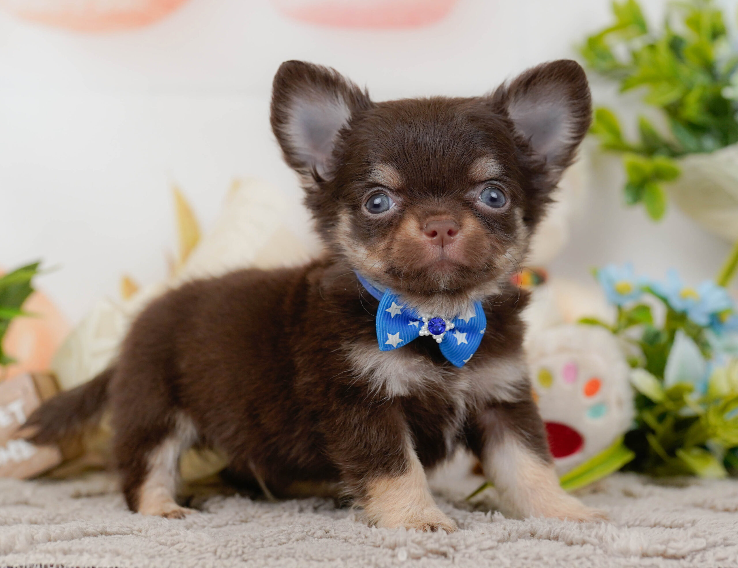 チワワ(ロング) | 男の子 | チョコレート&タン | 2025年10月30日