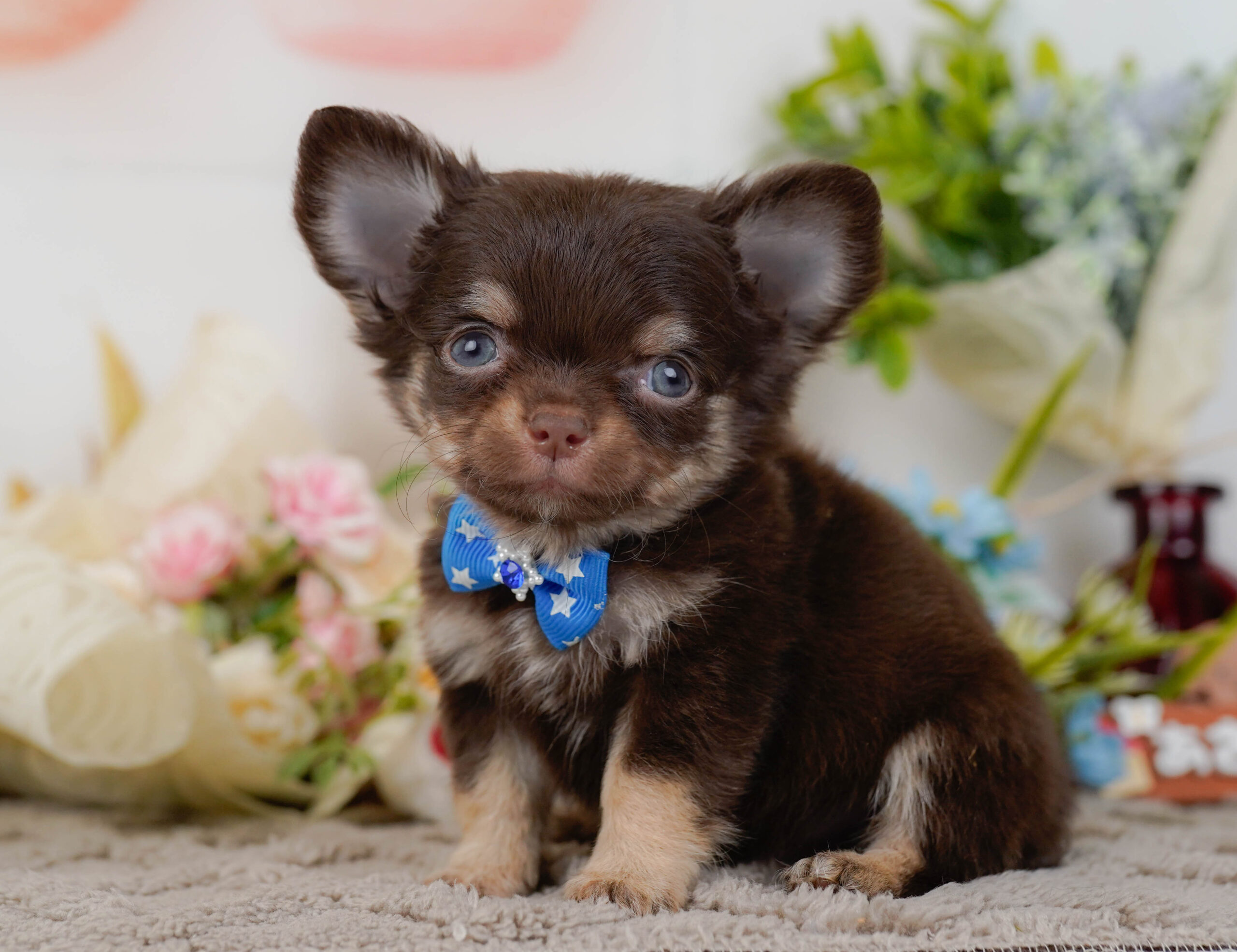 チワワ(ロング) | 男の子 | チョコレート&タン | 2025年10月30日