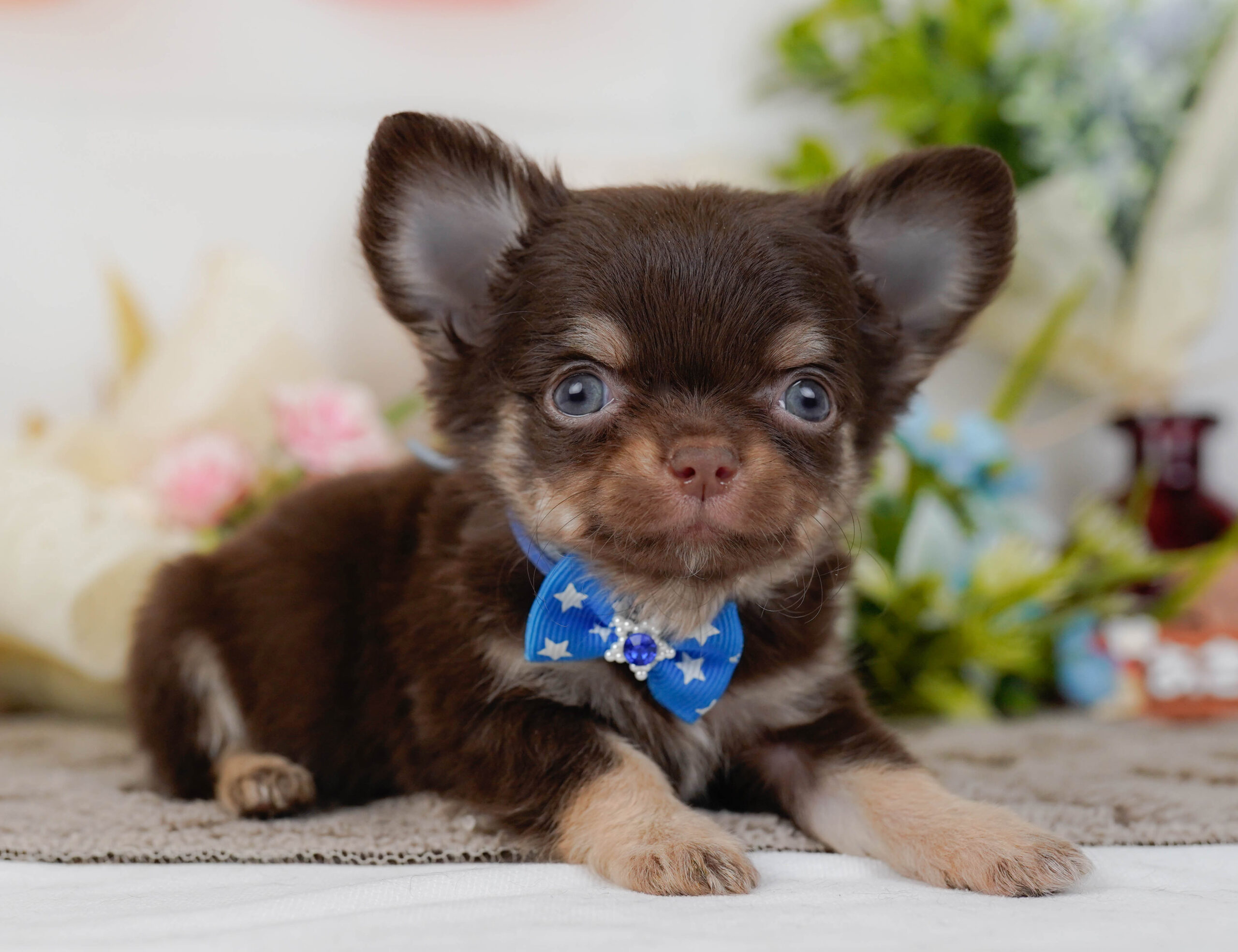 チワワ(ロング) | 男の子 | チョコレート&タン | 2025年10月30日