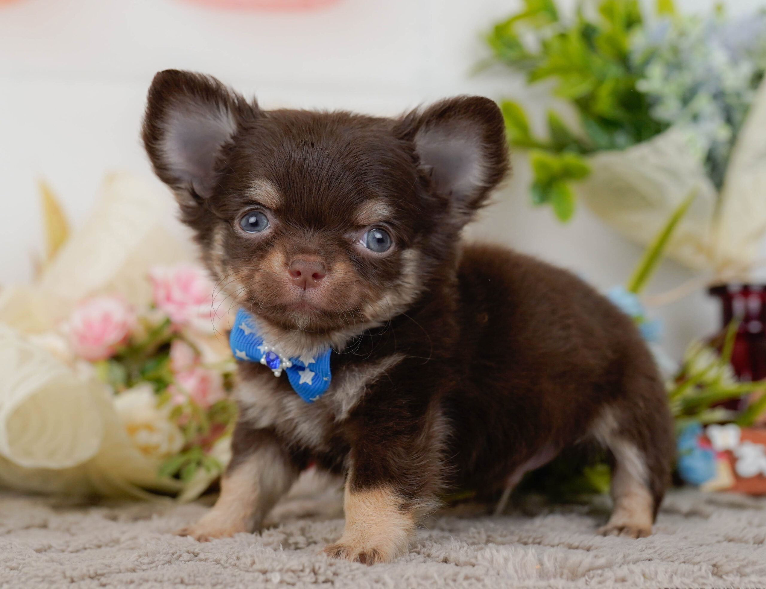 チワワ(ロング) | 男の子 | チョコレート&タン | 2025年10月30日