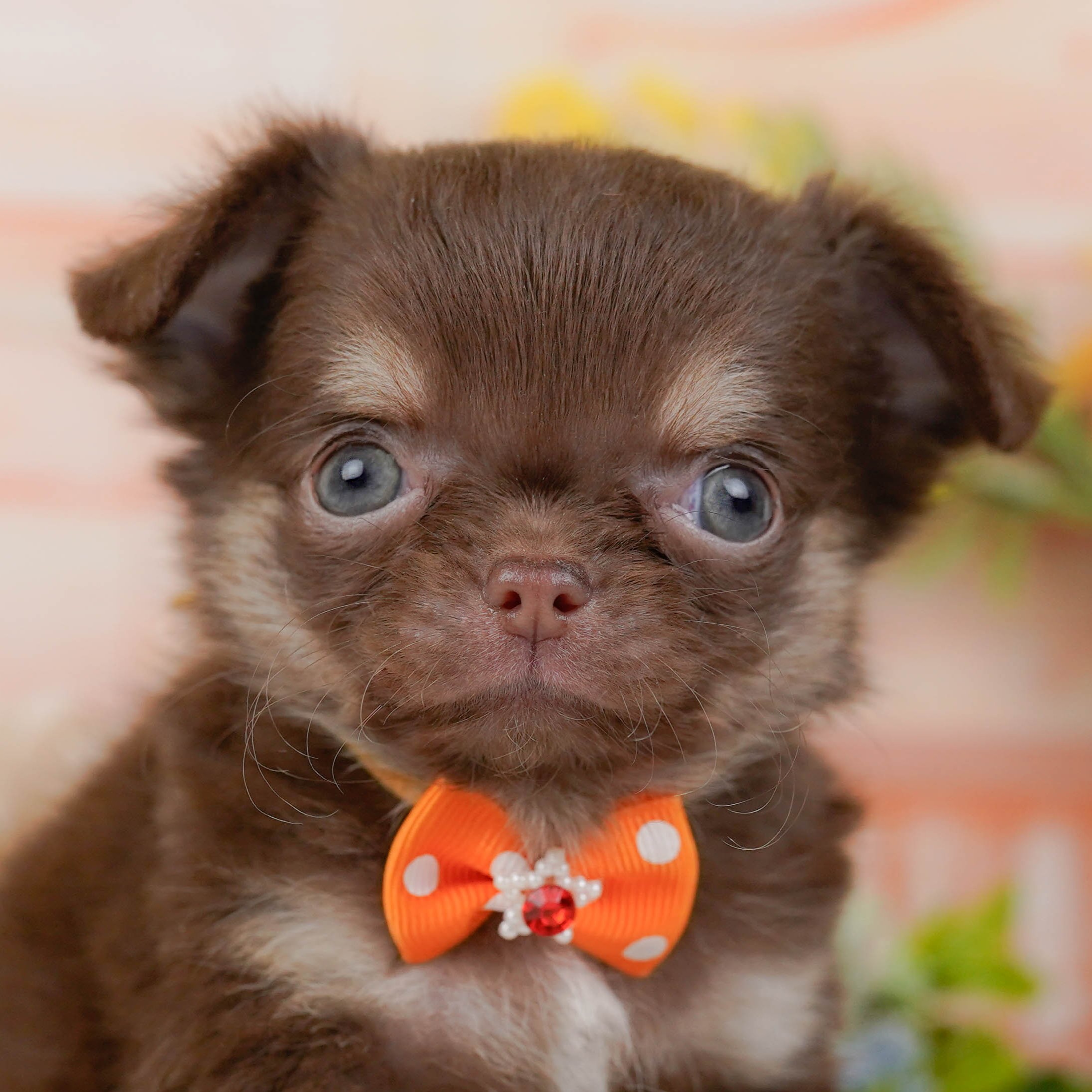 チワワ(ロング) | 男の子 | チョコレート＆タン | 2025年10月30日