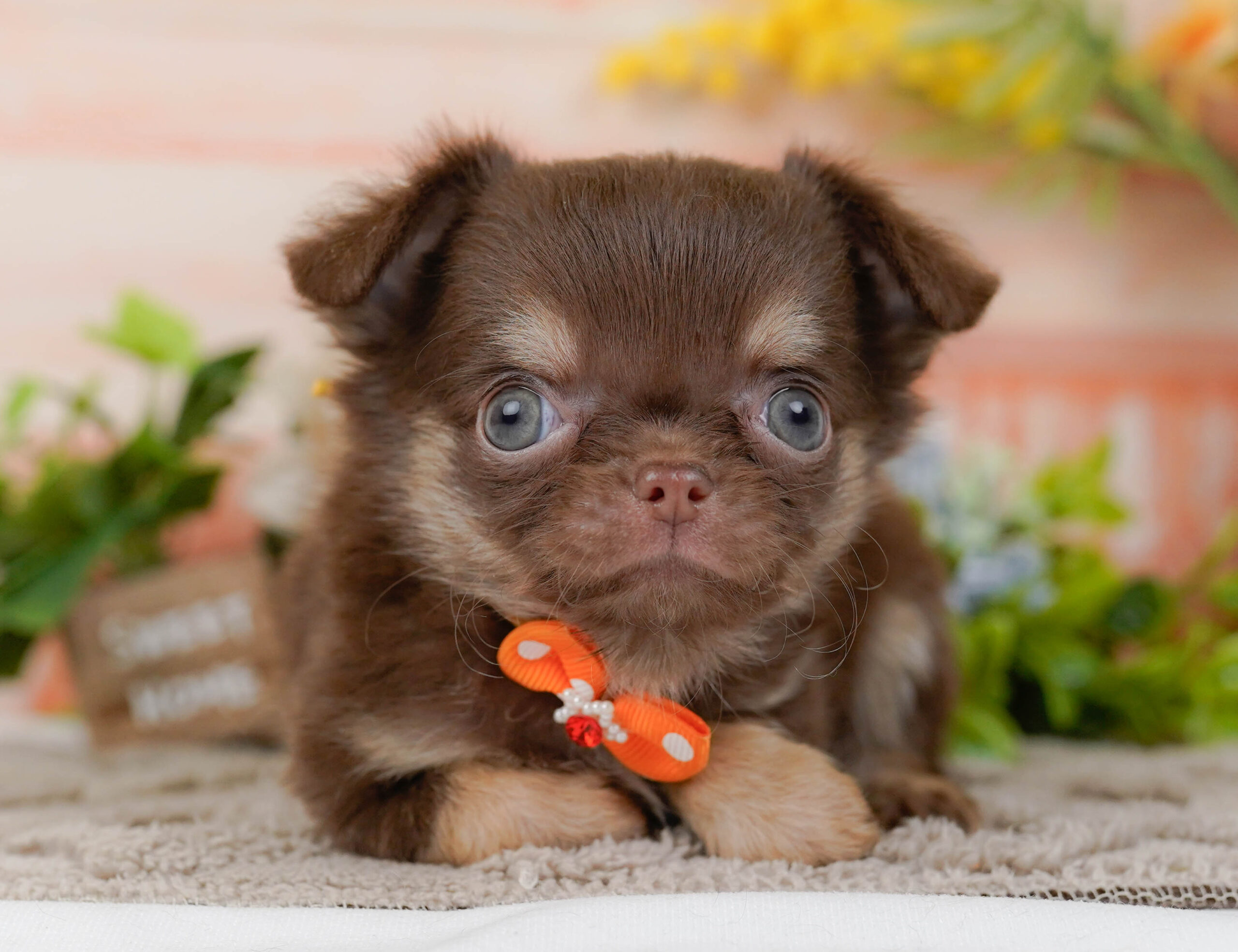 チワワ(ロング) | 男の子 | チョコレート&タン | 2025年10月30日