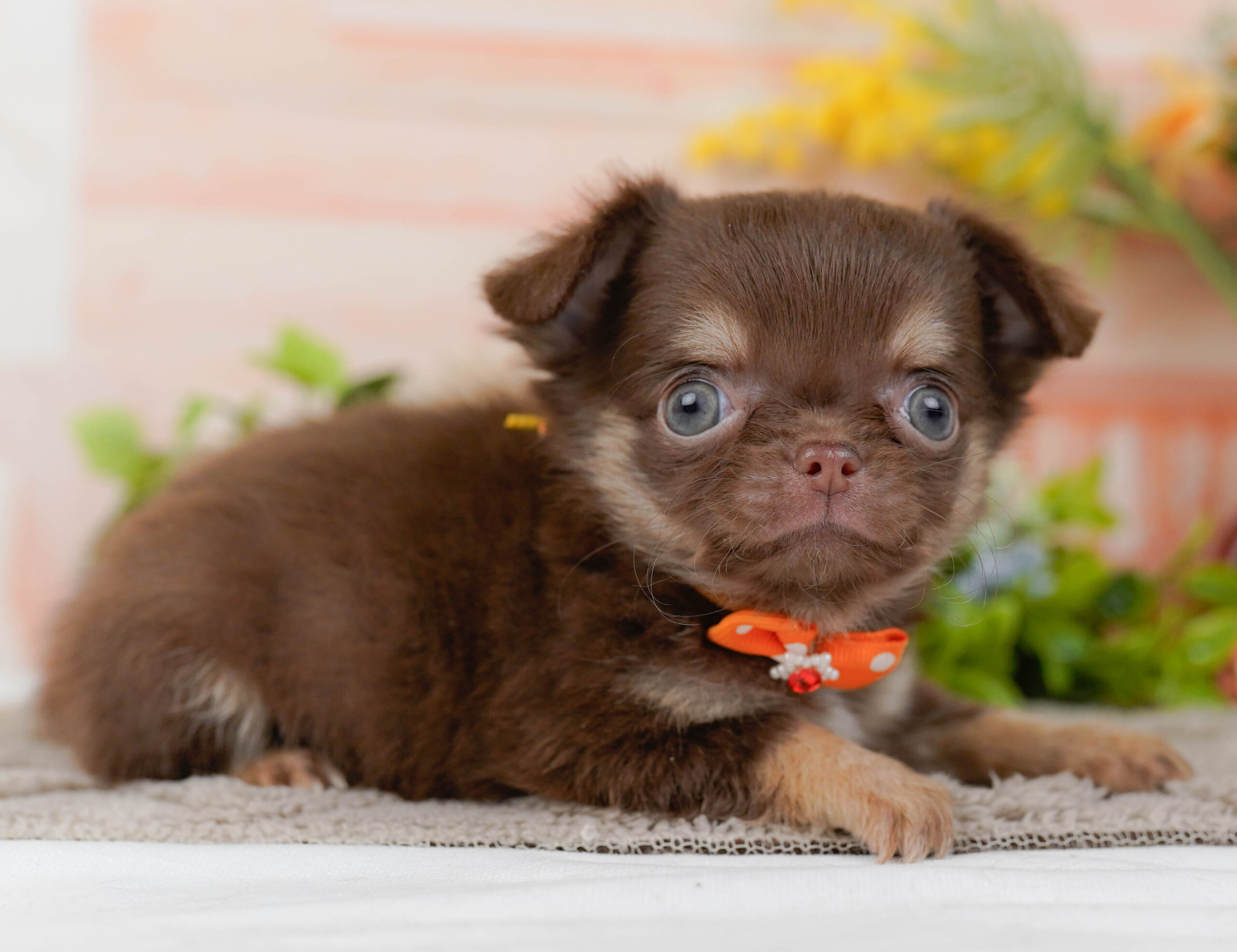 チワワ(ロング) | 男の子 | チョコレート&タン | 2025年10月30日
