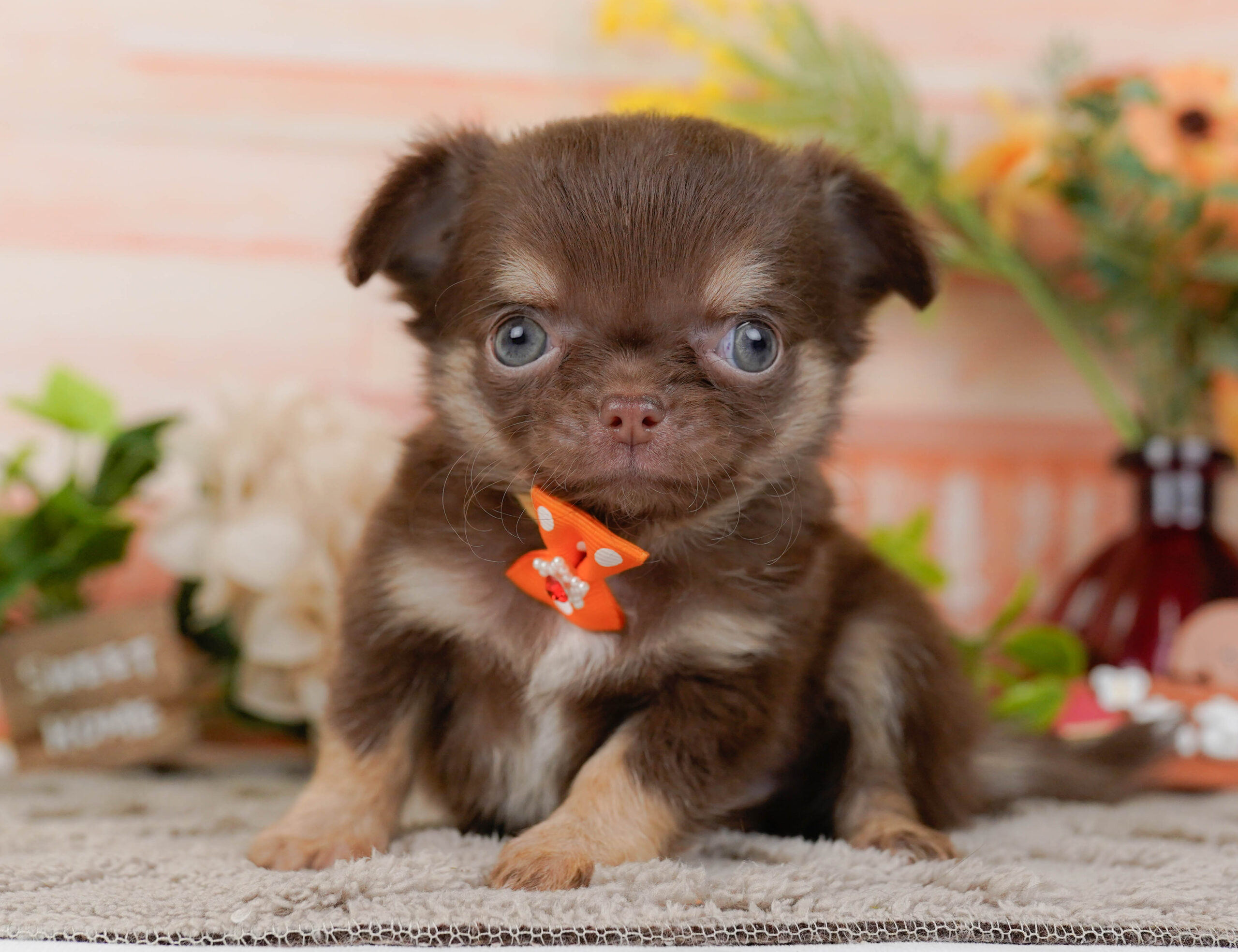 チワワ(ロング) | 男の子 | チョコレート&タン | 2025年10月30日