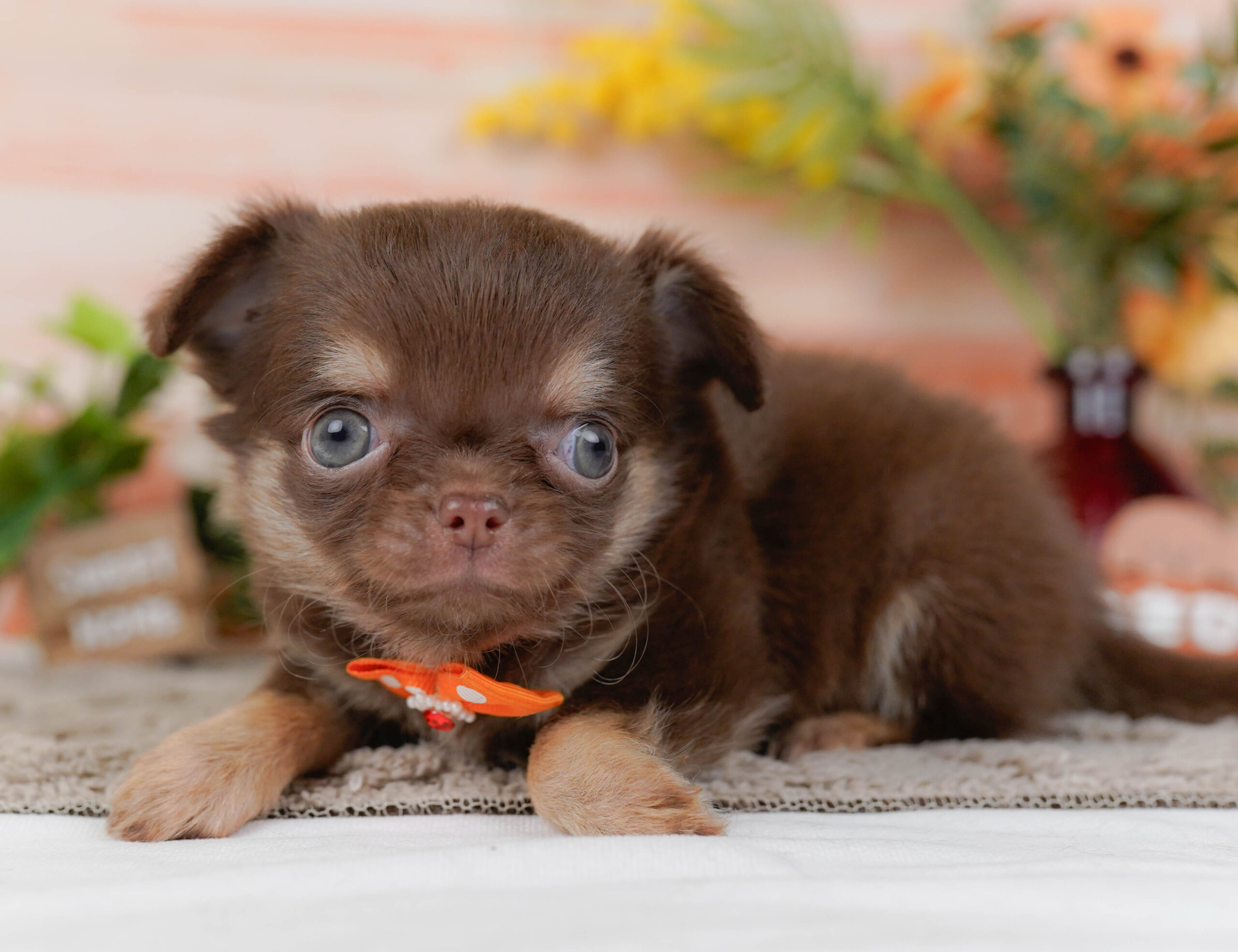 チワワ(ロング) | 男の子 | チョコレート&タン | 2025年10月30日