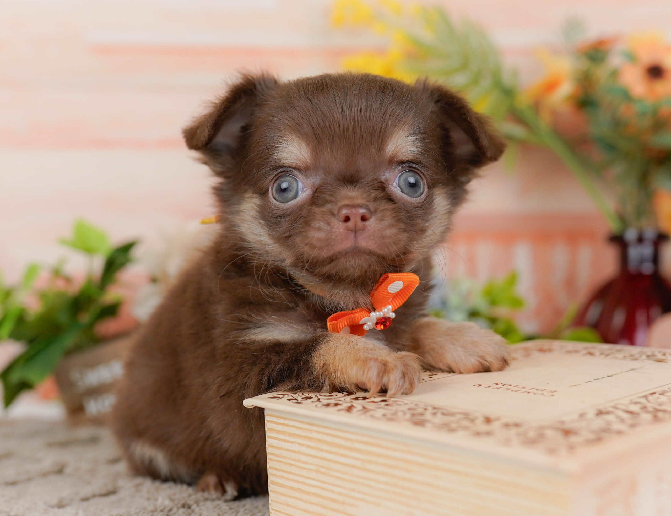 チワワ(ロング) | 男の子 | チョコレート&タン | 2025年10月30日