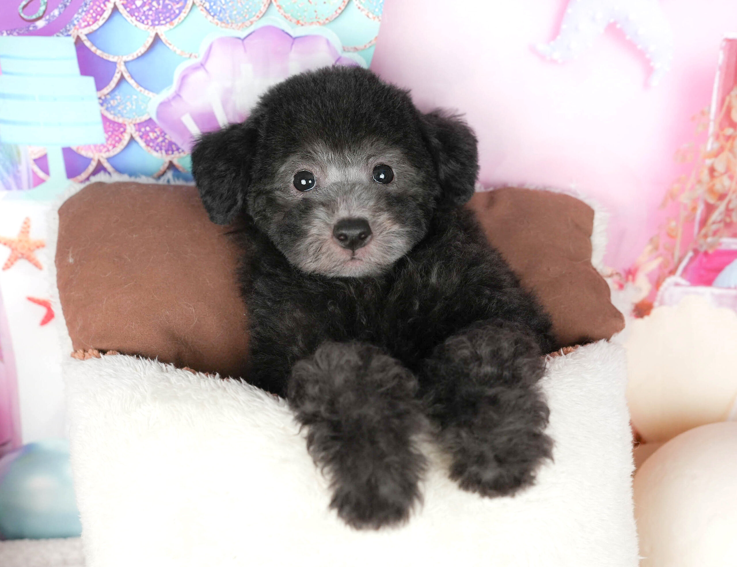 トイ・プードル | 男の子 | ブラック | 2025年10月30日