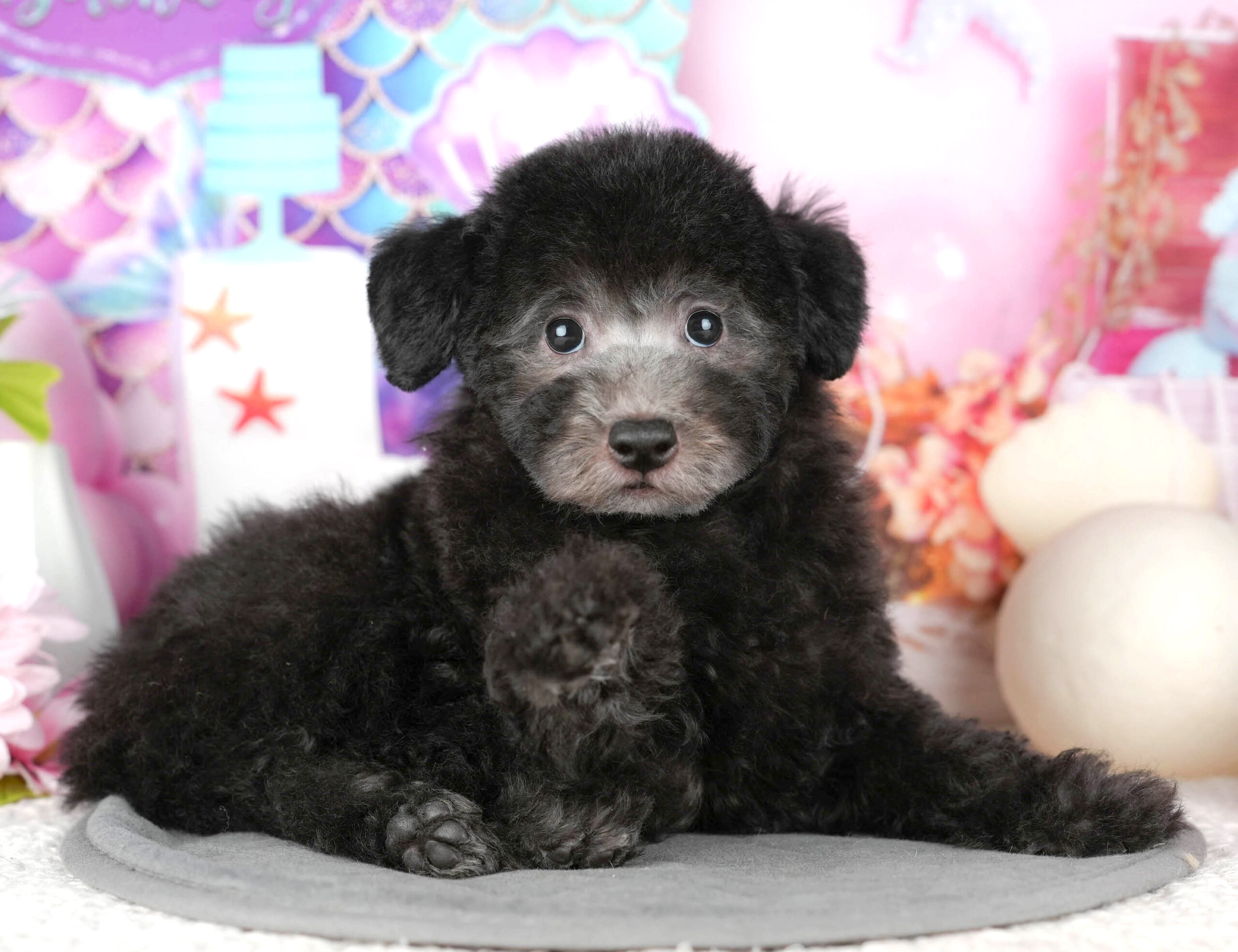 トイ・プードル | 男の子 | ブラック | 2025年10月30日