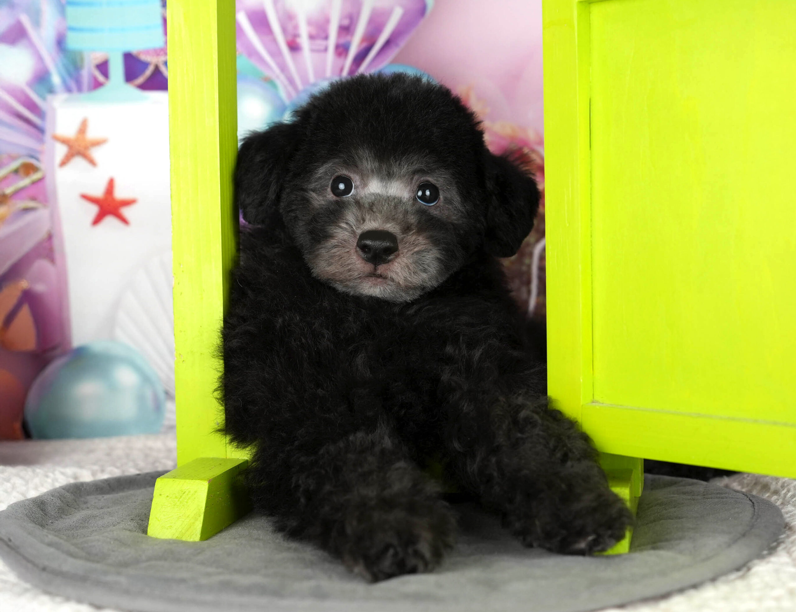 トイ・プードル | 男の子 | ブラック | 2025年10月30日