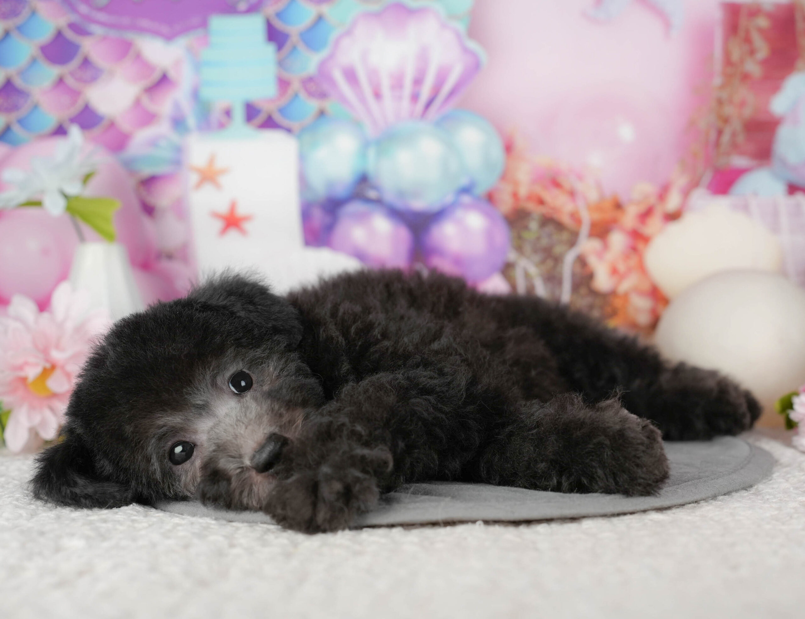 トイ・プードル | 男の子 | ブラック | 2025年10月30日