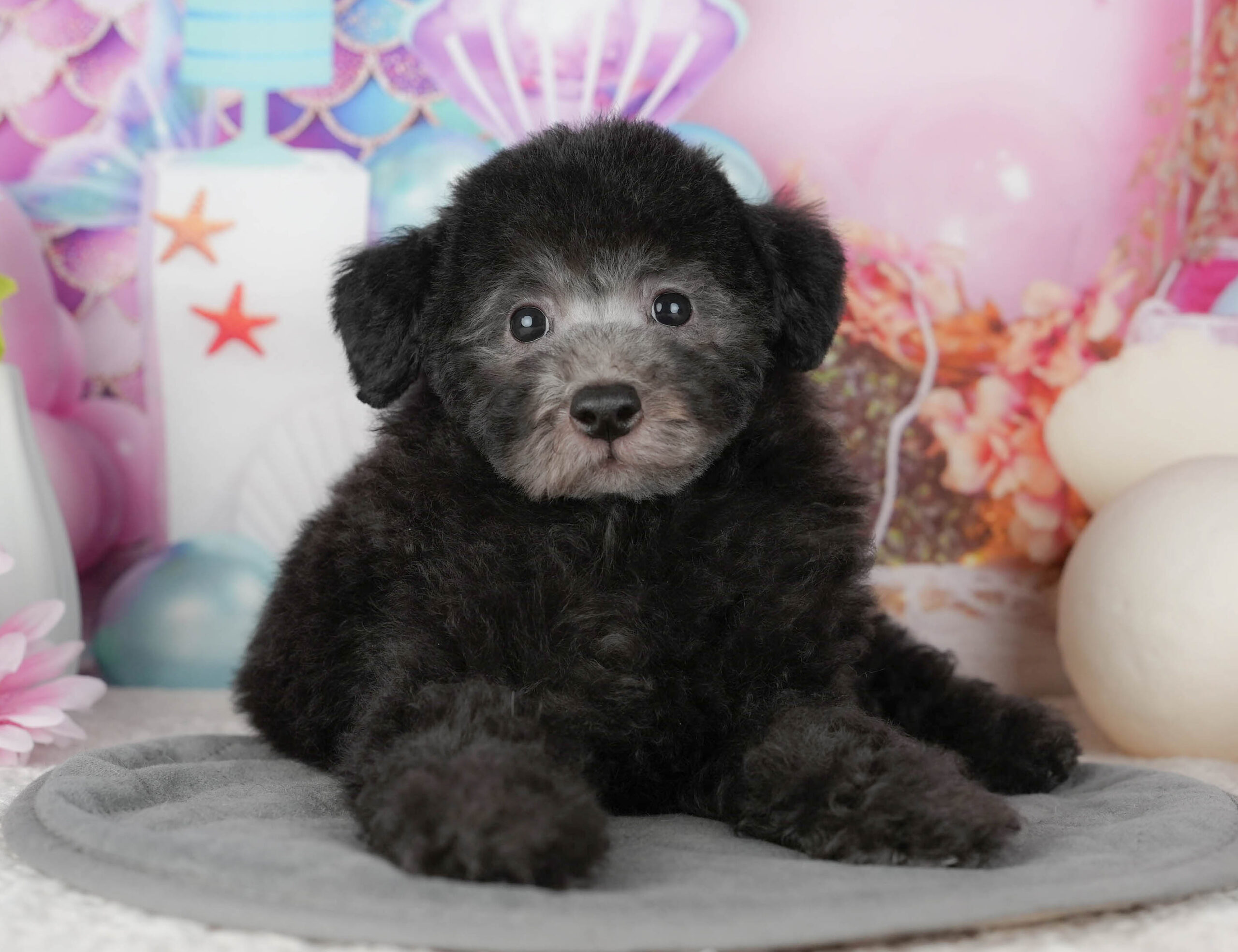 トイ・プードル | 男の子 | ブラック | 2025年10月30日