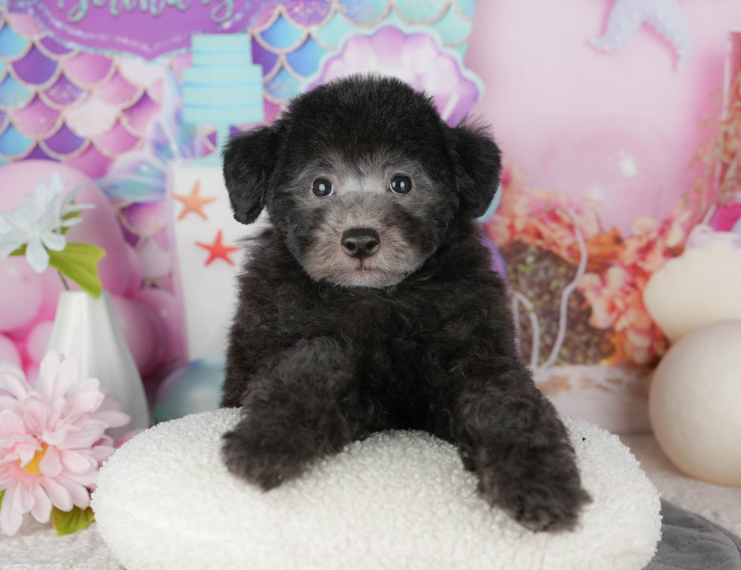 トイ・プードル | 男の子 | ブラック | 2025年10月30日