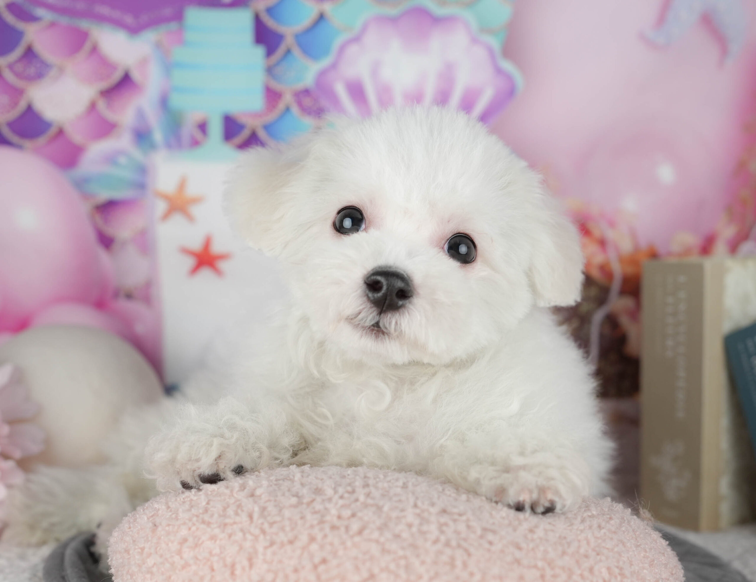 ビションフリーゼ | 女の子 | ホワイト | 2025年11月2日