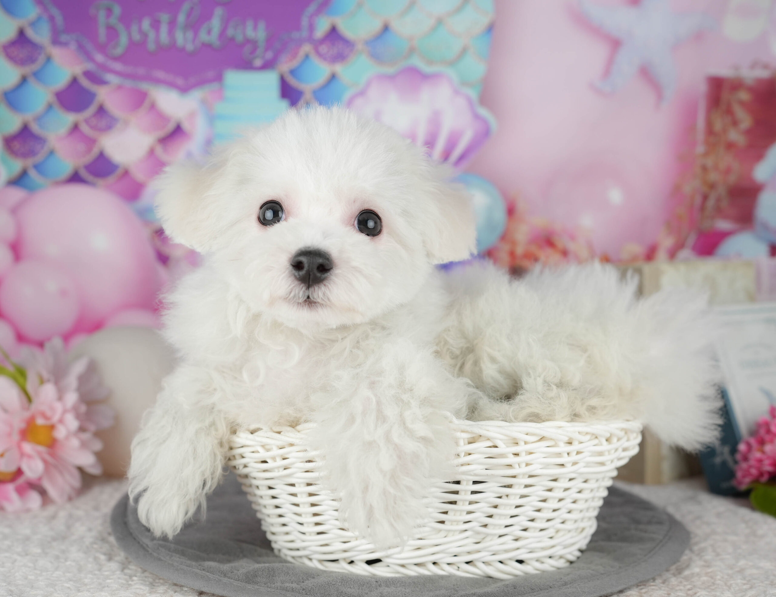 ビションフリーゼ | 女の子 | ホワイト | 2025年11月2日