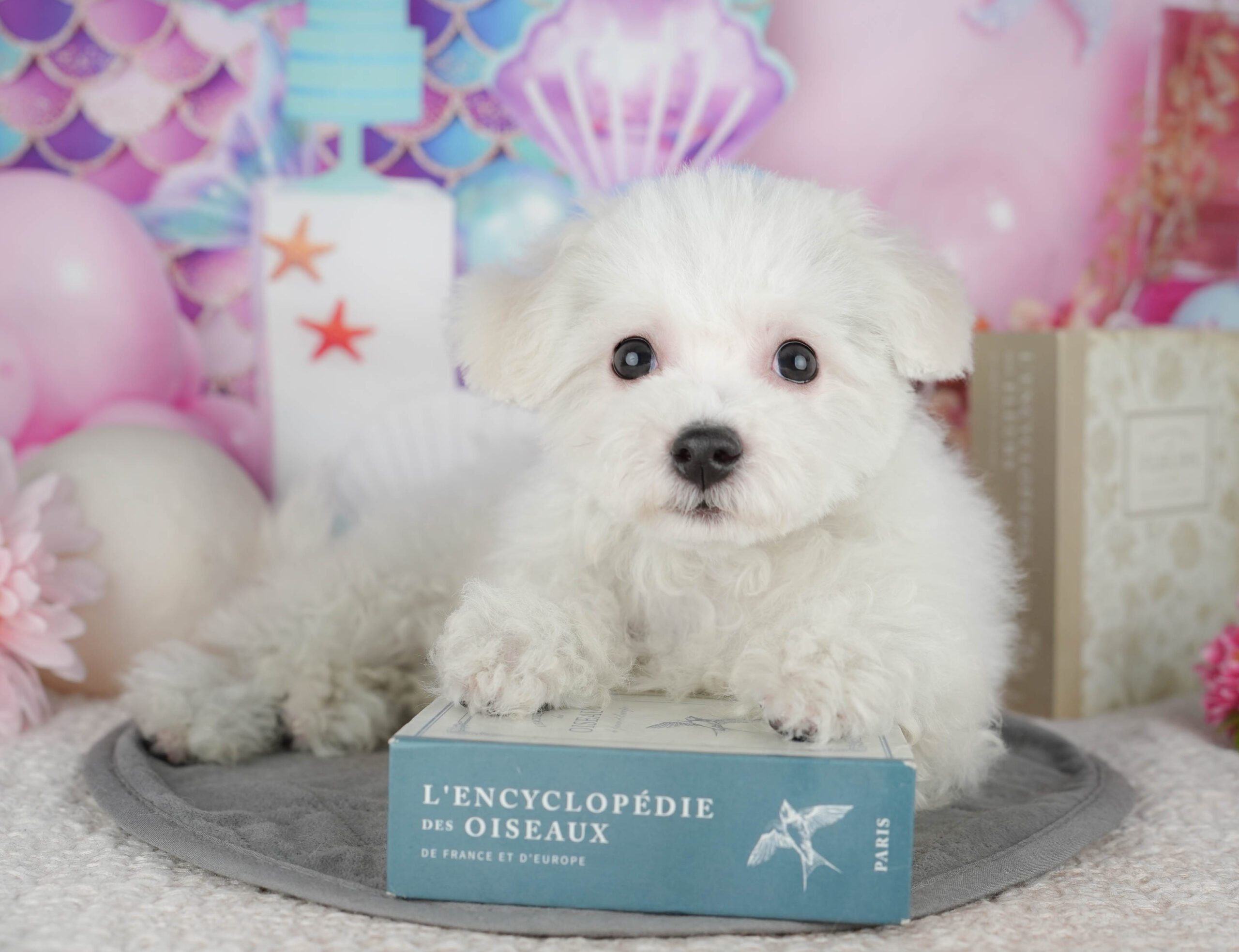 ビションフリーゼ | 女の子 | ホワイト | 2025年11月2日