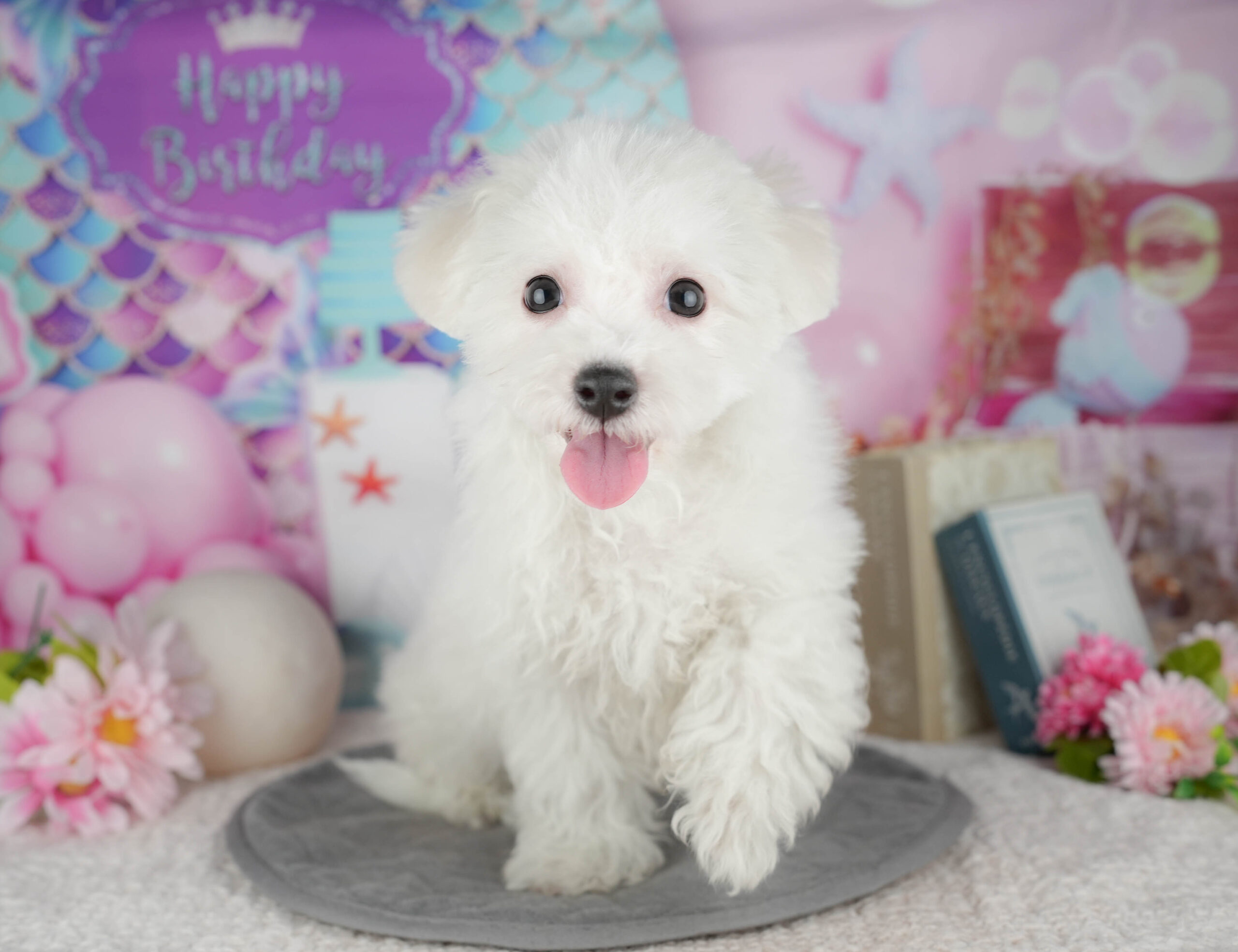 ビションフリーゼ | 女の子 | ホワイト | 2025年11月2日