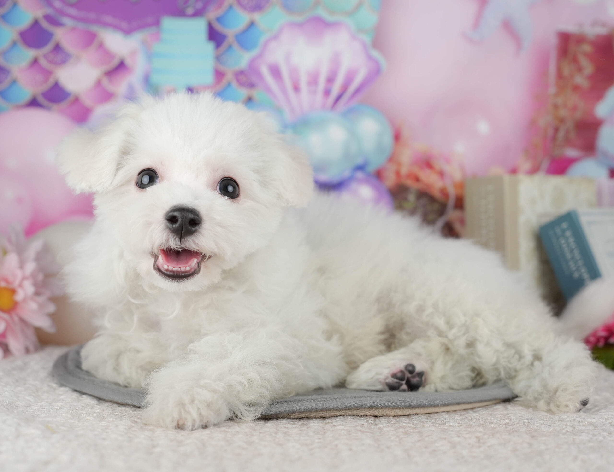 ビションフリーゼ | 女の子 | ホワイト | 2025年11月2日