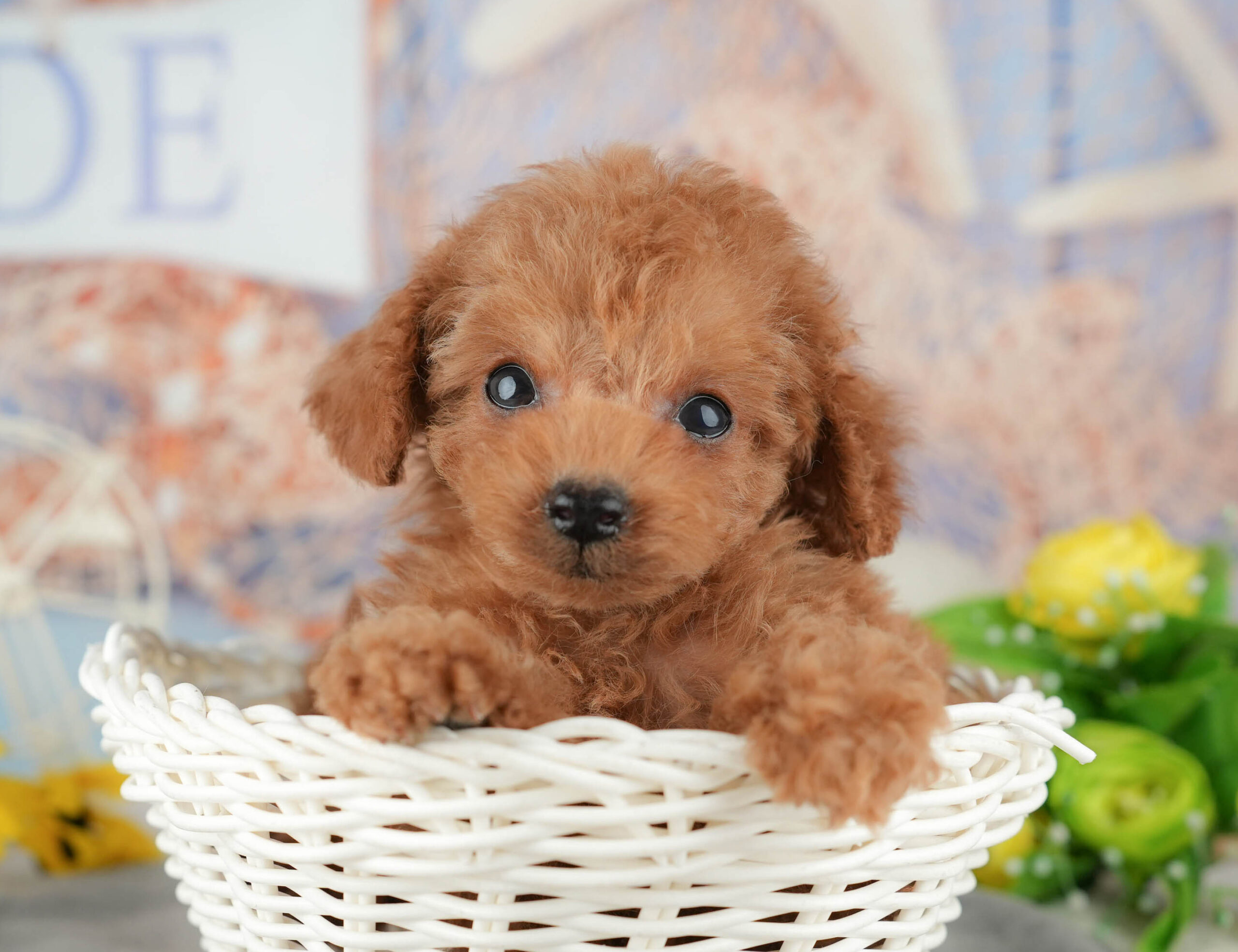 タイニー・プードル | 男の子 | レッド | 2025年11月3日