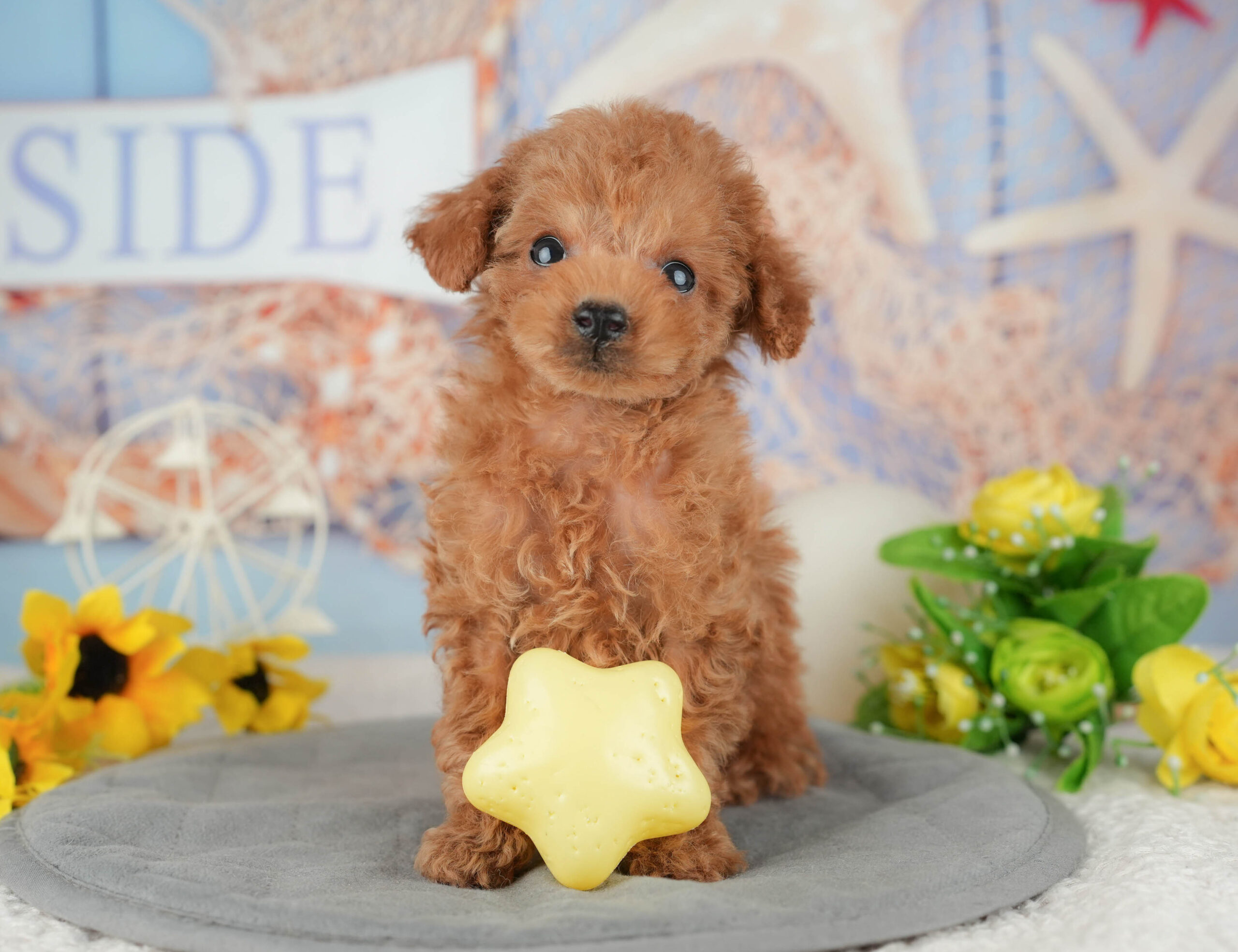 タイニー・プードル | 男の子 | レッド | 2025年11月3日