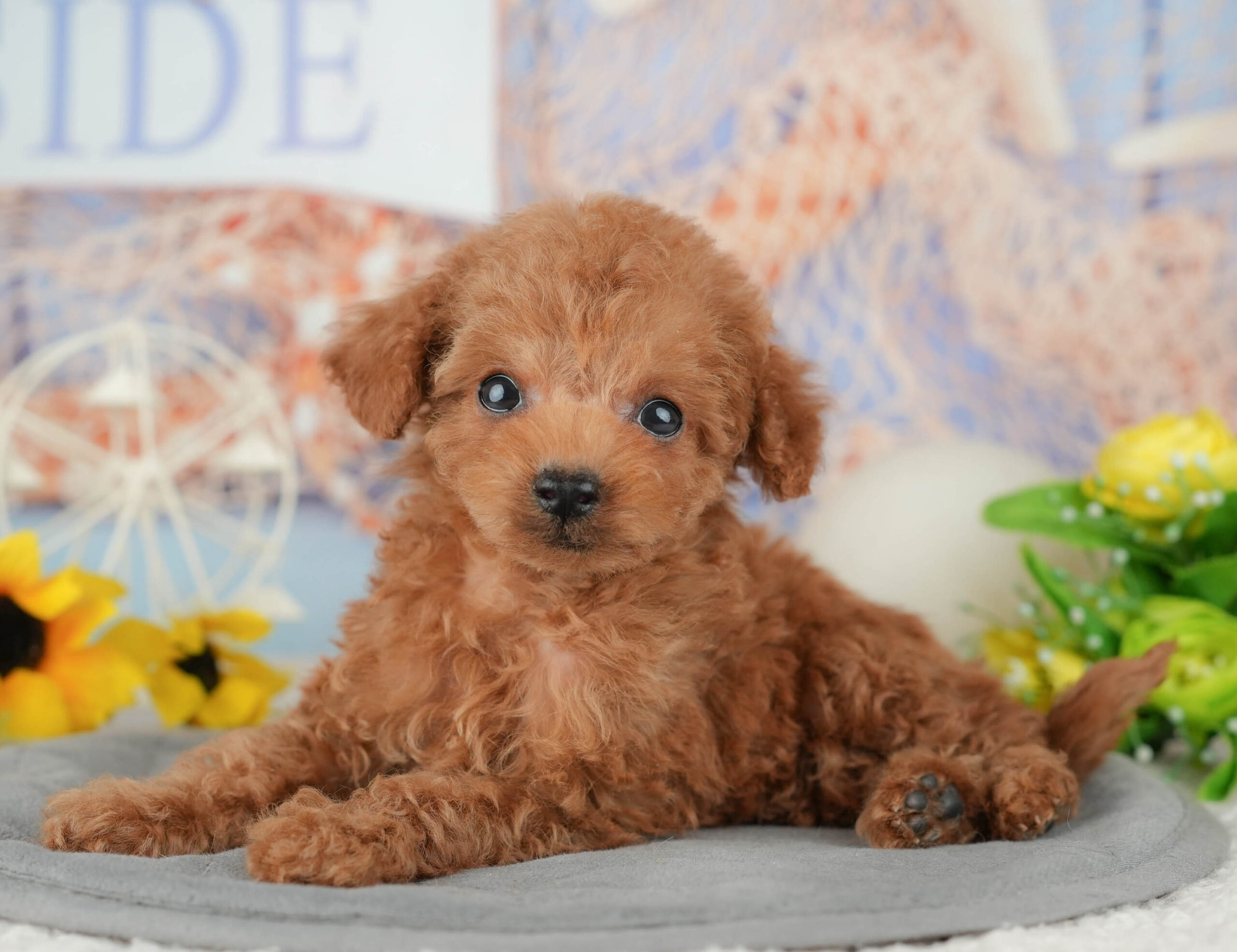 タイニー・プードル | 男の子 | レッド | 2025年11月3日