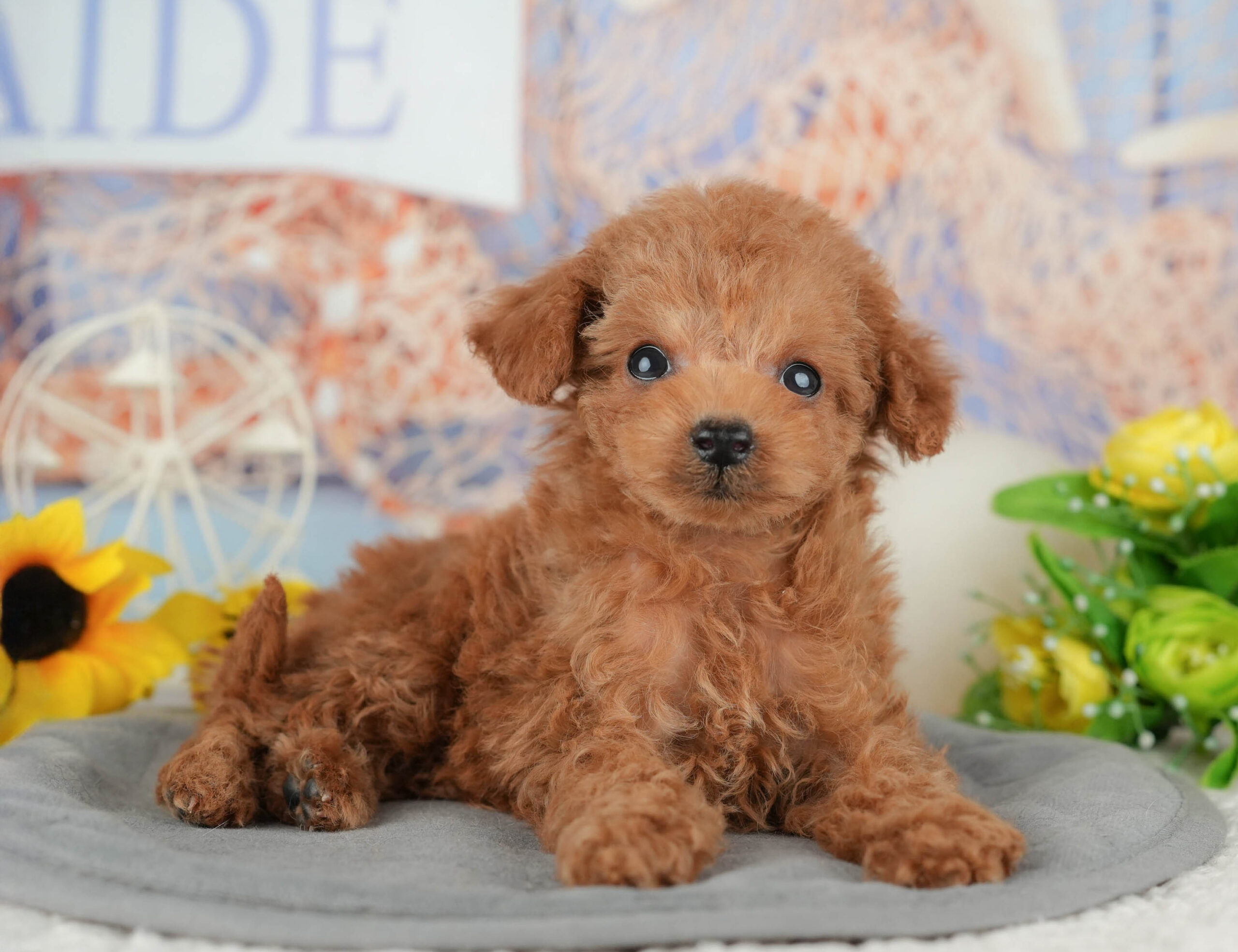 タイニー・プードル | 男の子 | レッド | 2025年11月3日