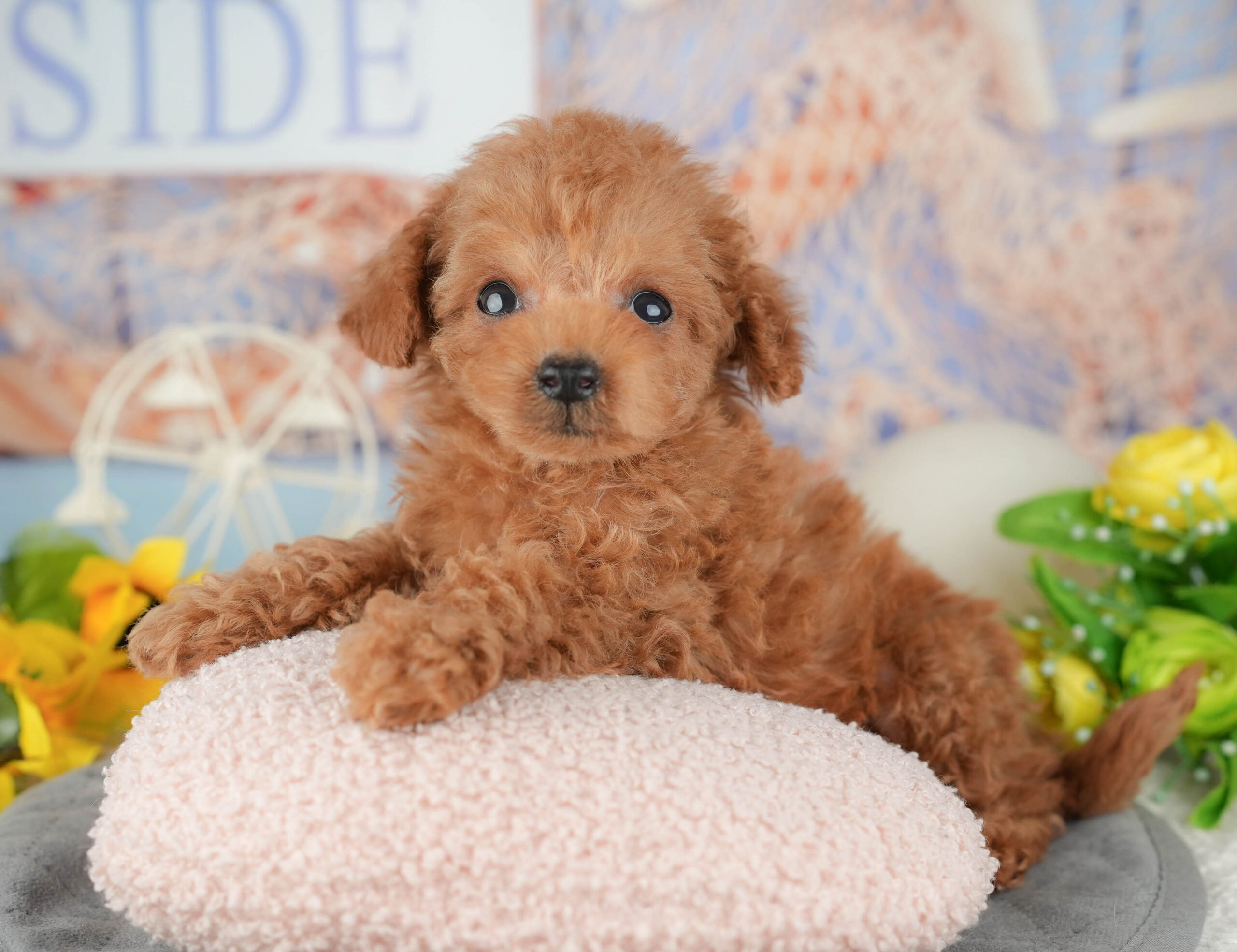 タイニー・プードル | 男の子 | レッド | 2025年11月3日