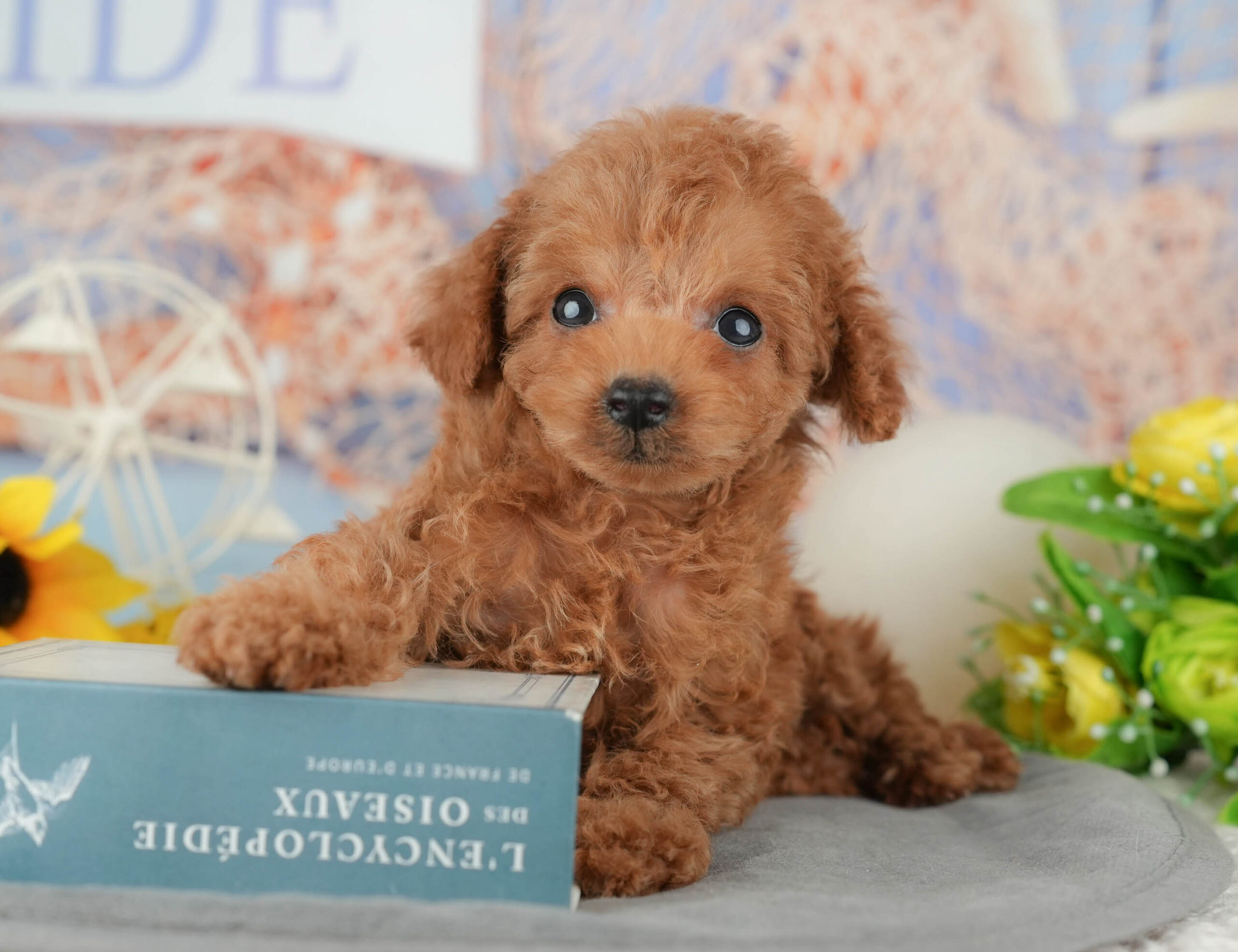 タイニー・プードル | 男の子 | レッド | 2025年11月3日