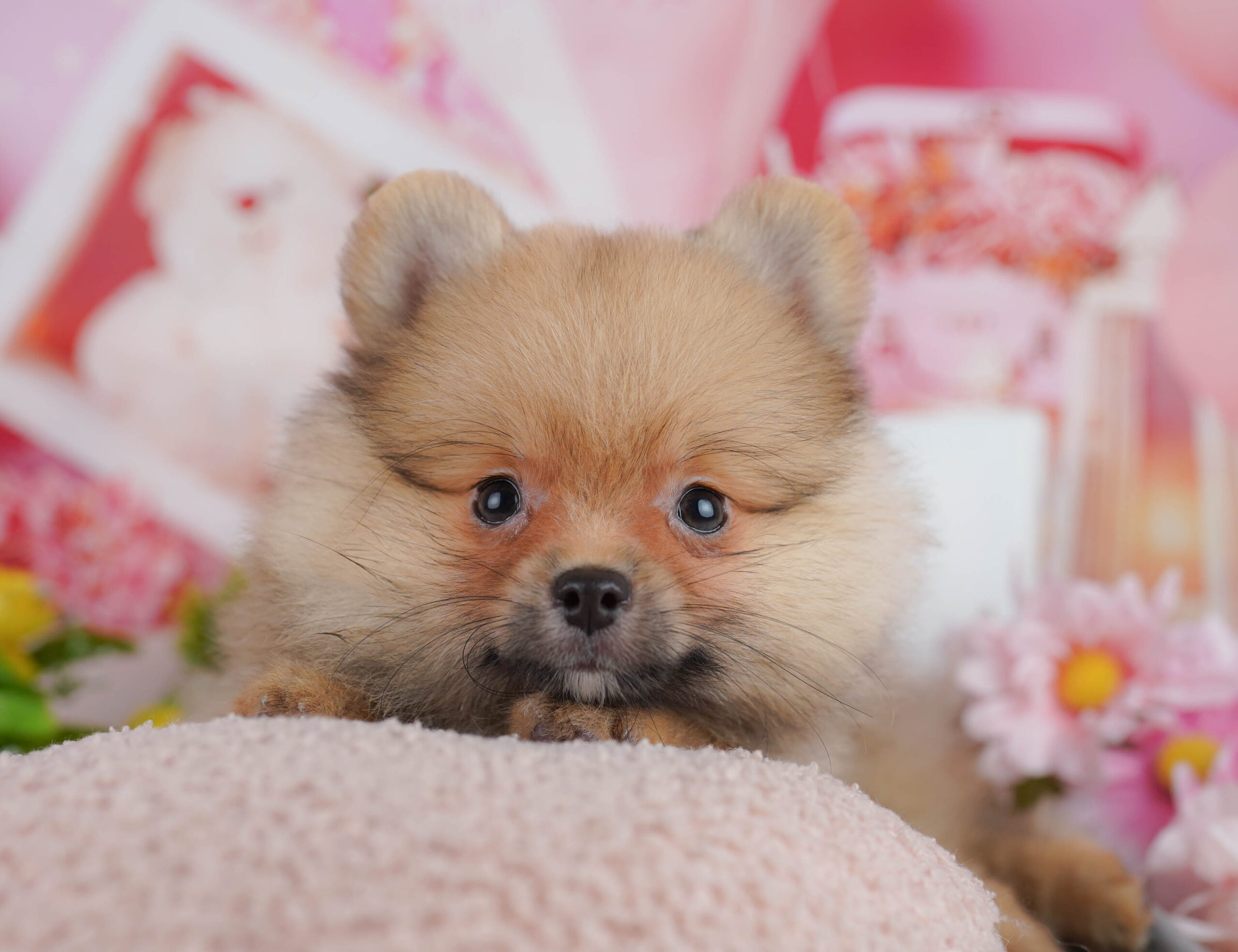 ポメラニアン | 男の子 | オレンジ | 2025年11月5日