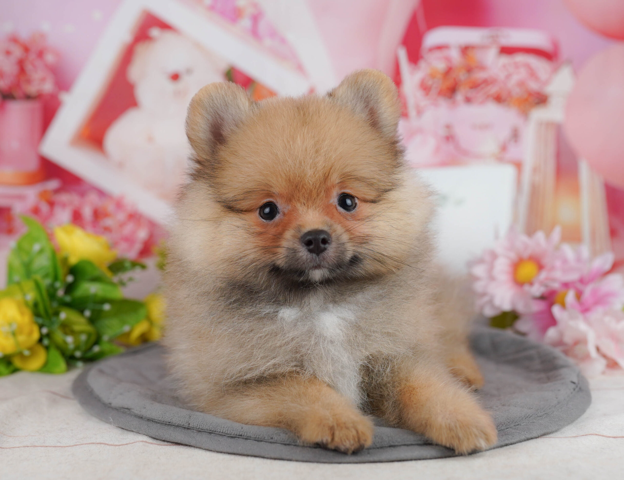 ポメラニアン | 男の子 | オレンジ | 2025年11月5日