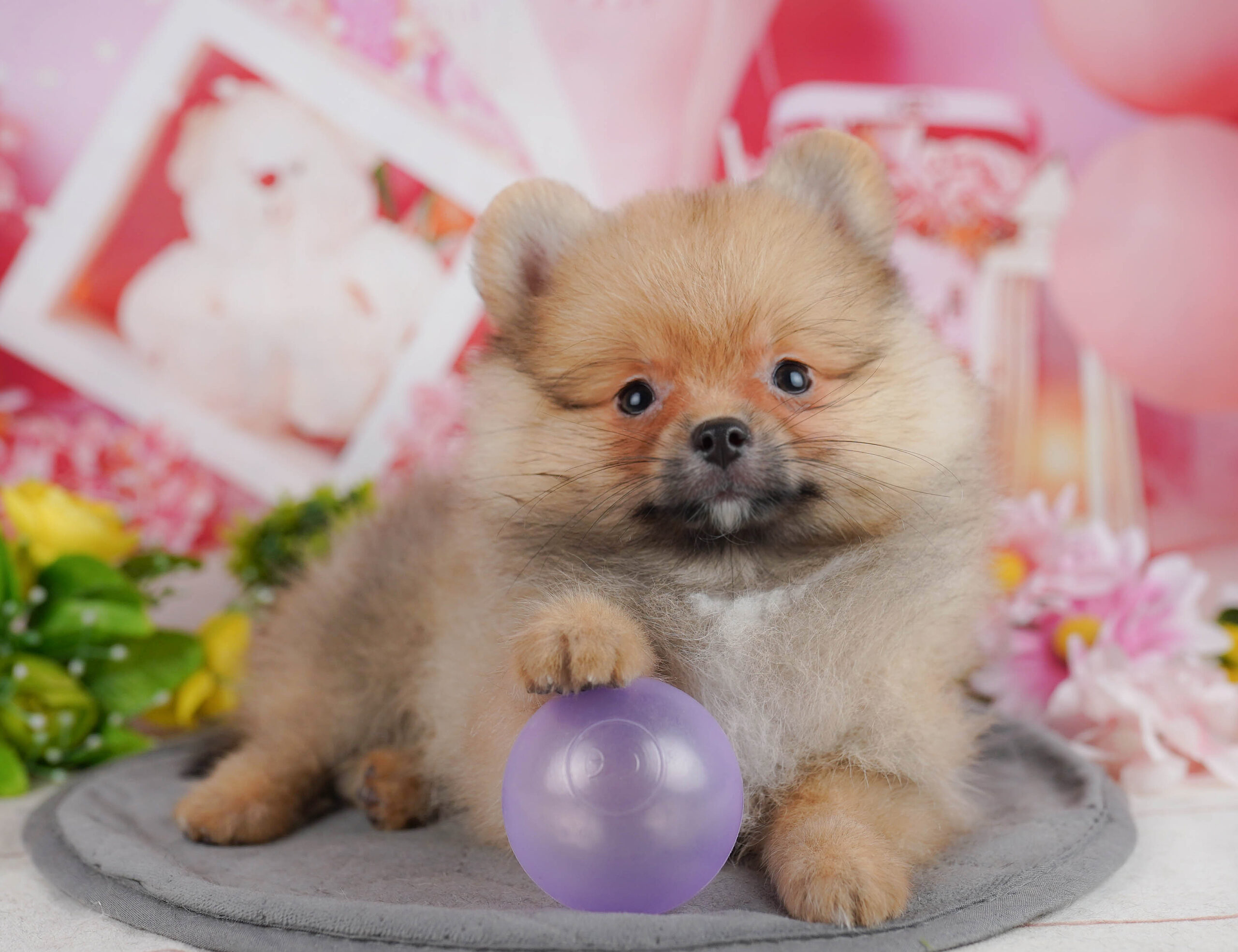 ポメラニアン | 男の子 | オレンジ | 2025年11月5日